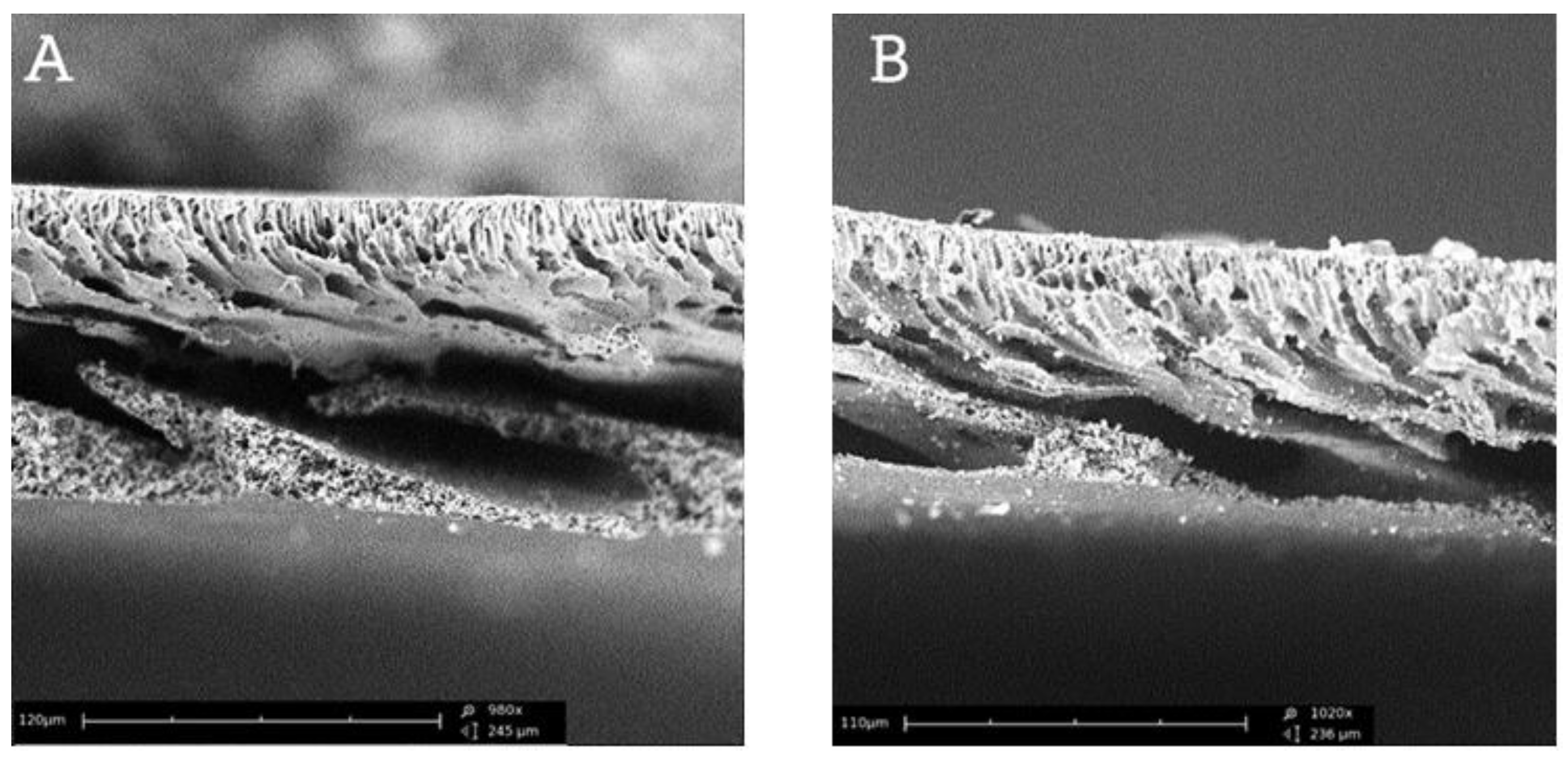 Preprints 100817 g006