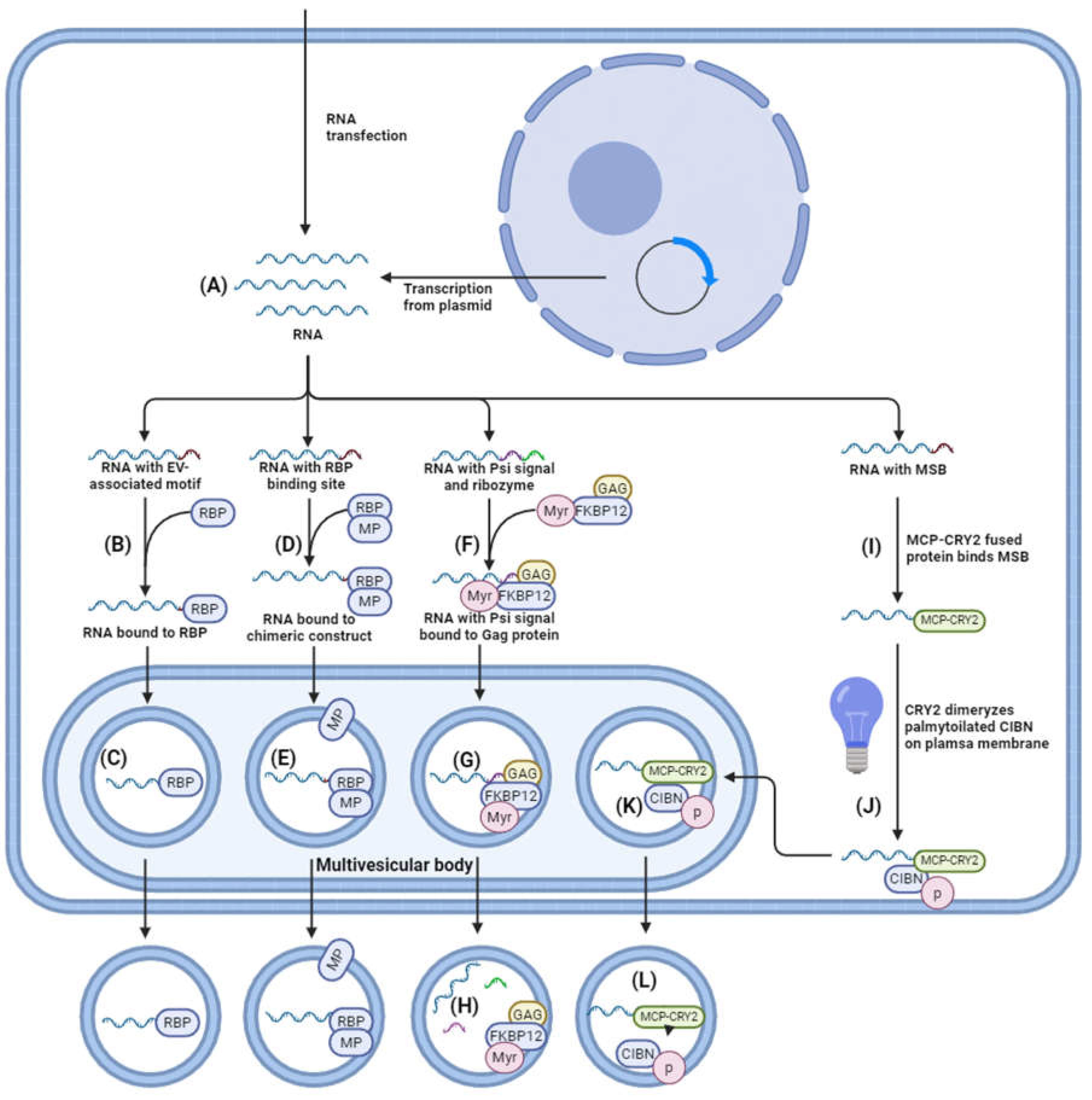 Preprints 117015 g005