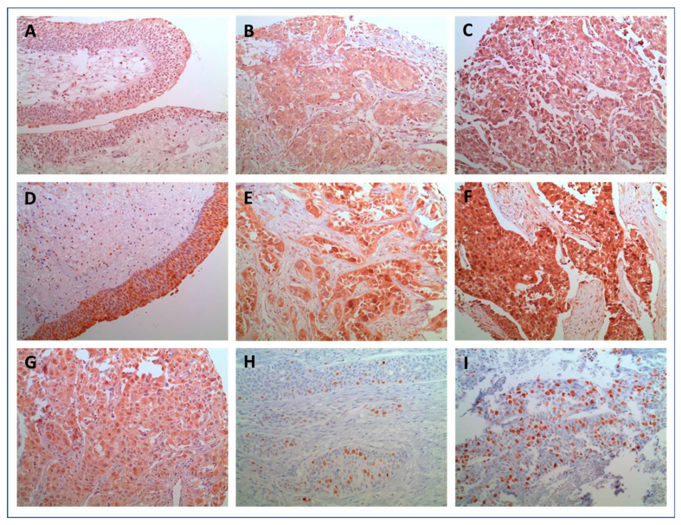 Preprints 95892 g001