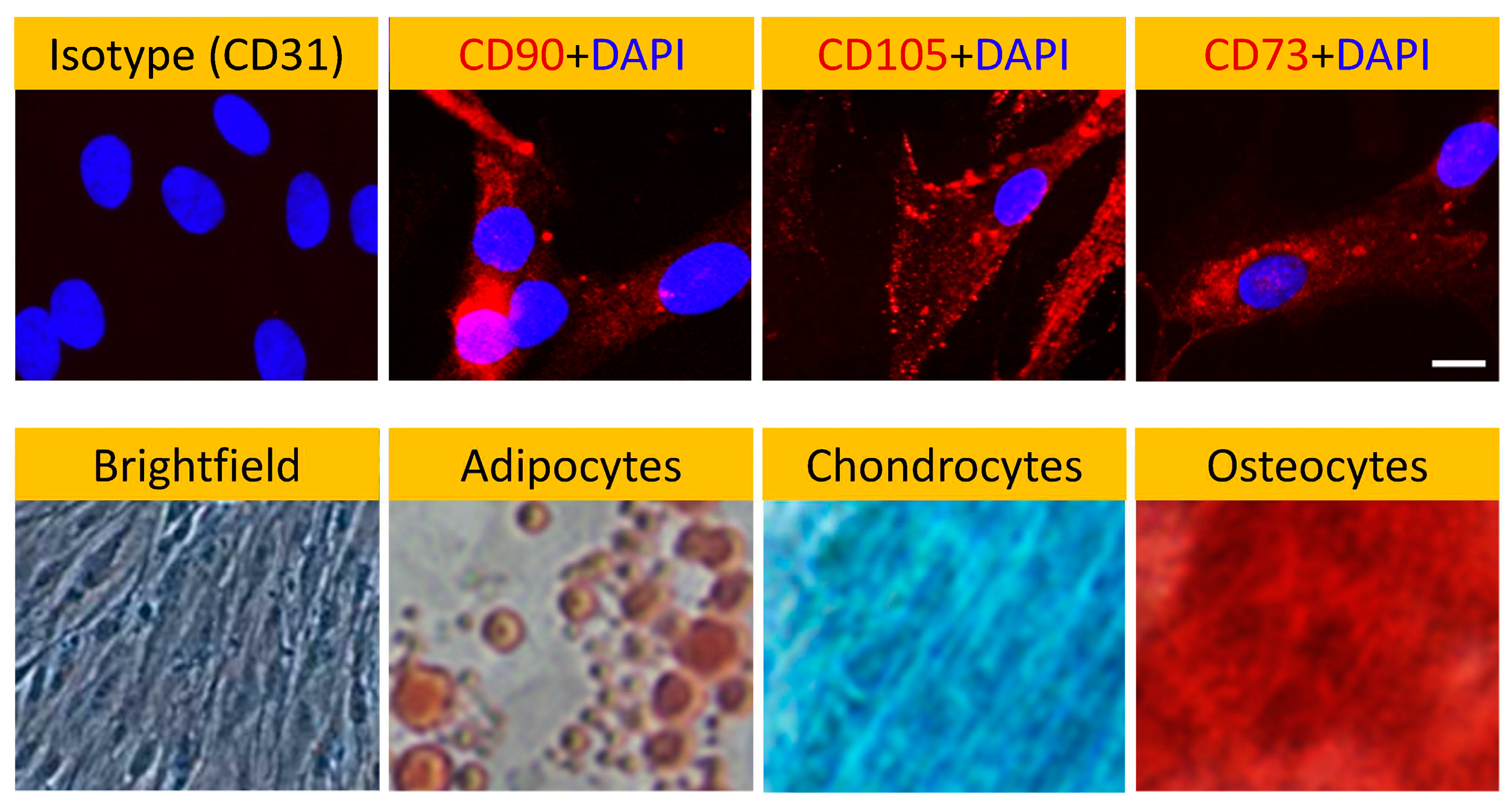 Preprints 85982 g002