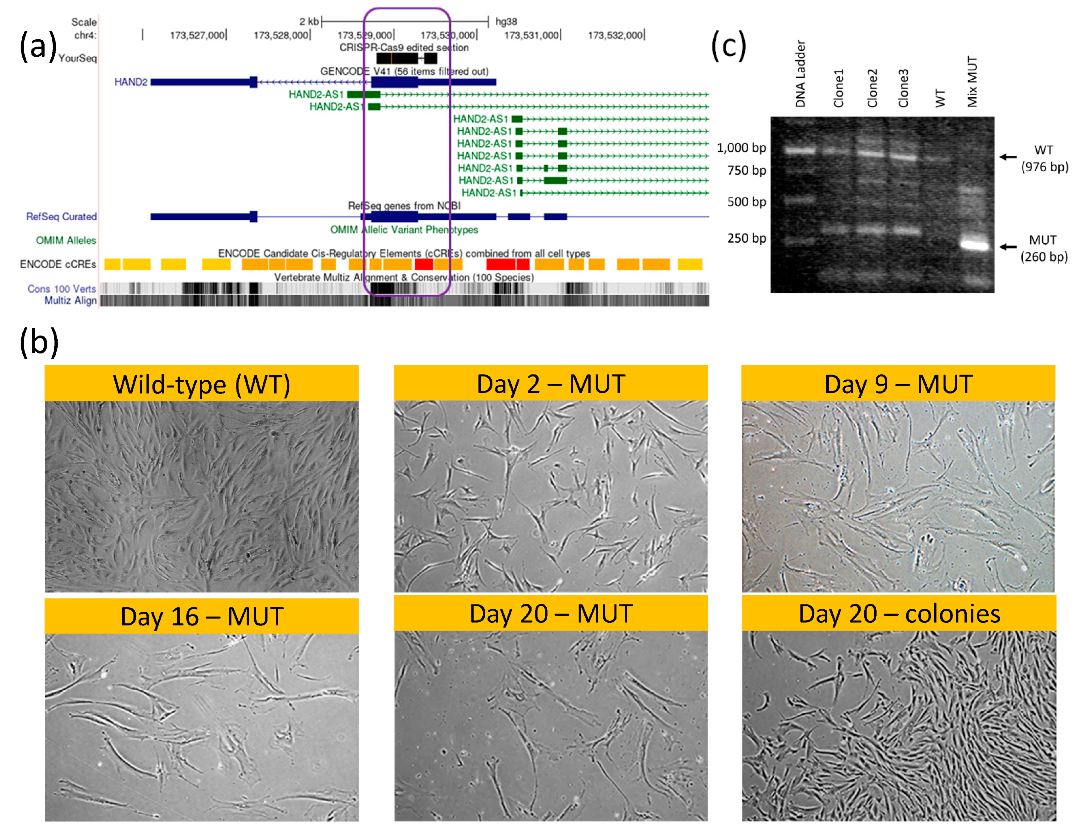 Preprints 85982 g005