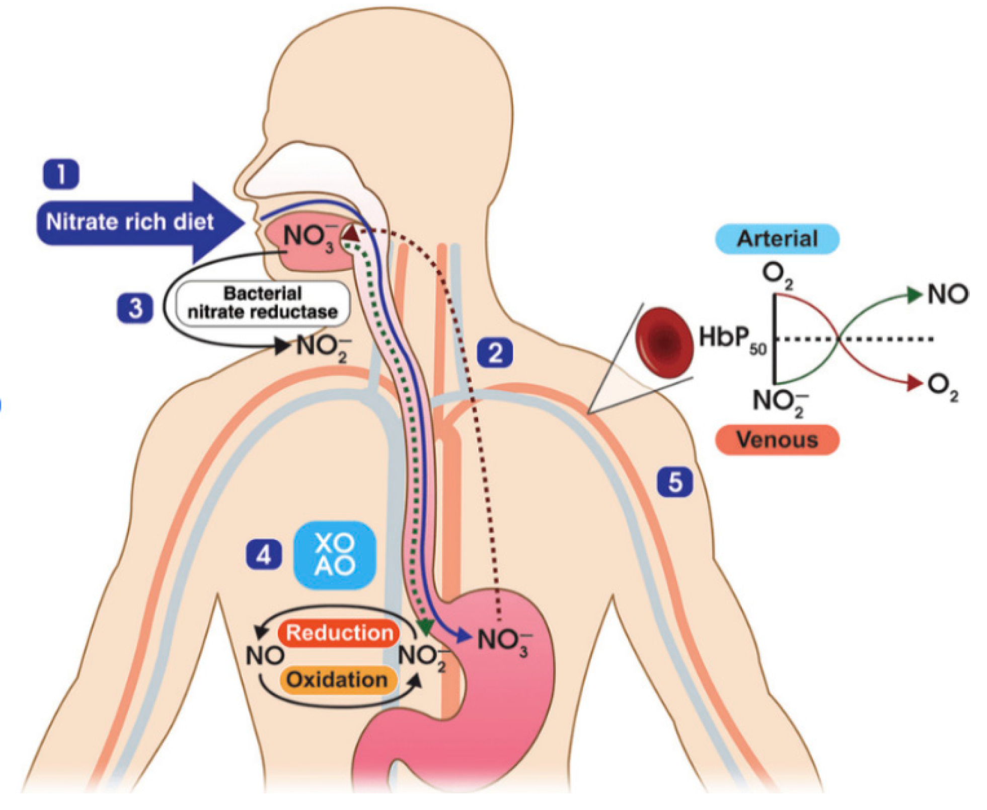 Preprints 103439 g001