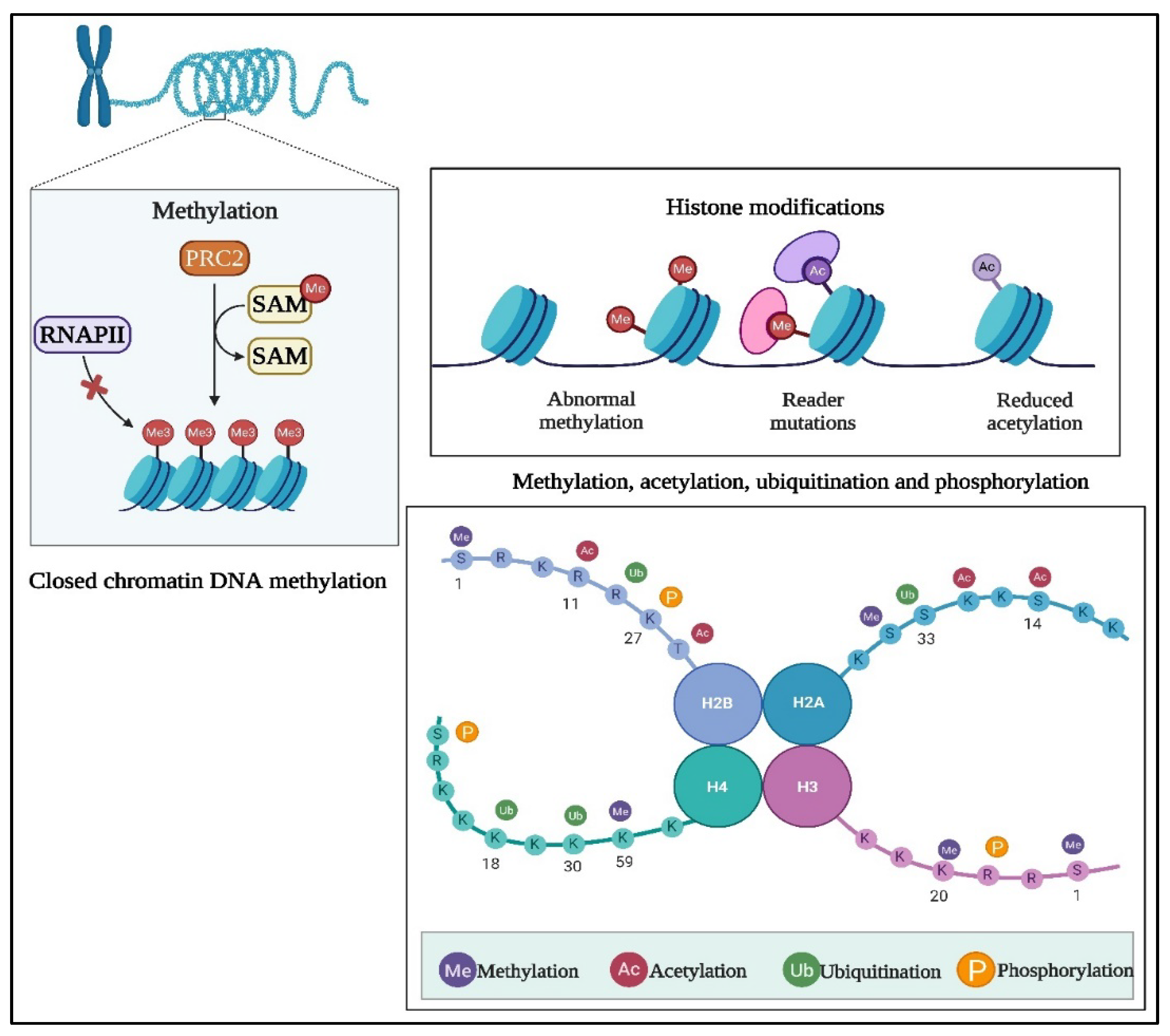 Preprints 111857 g005