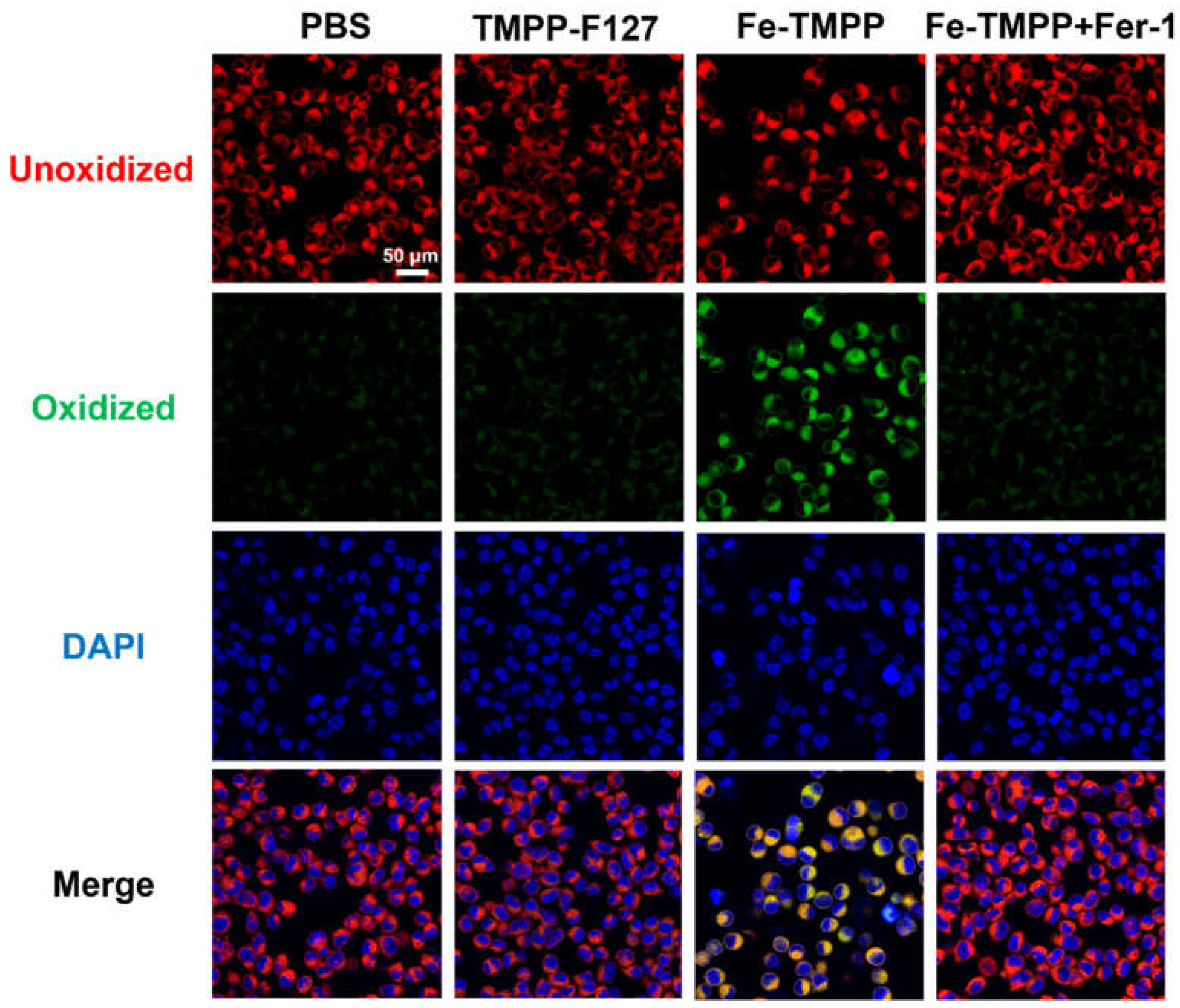 Preprints 105069 g003