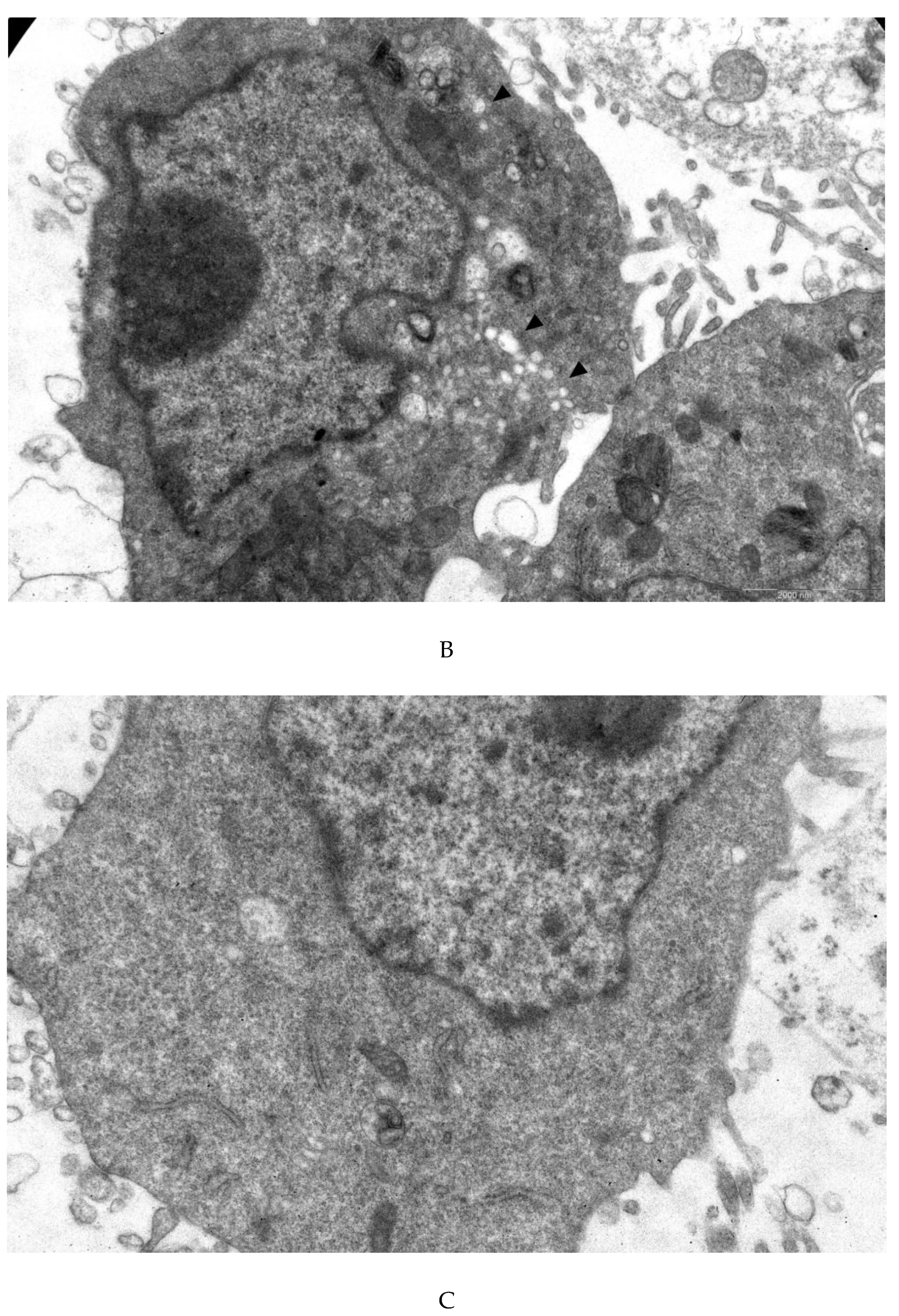 Preprints 103597 g005b