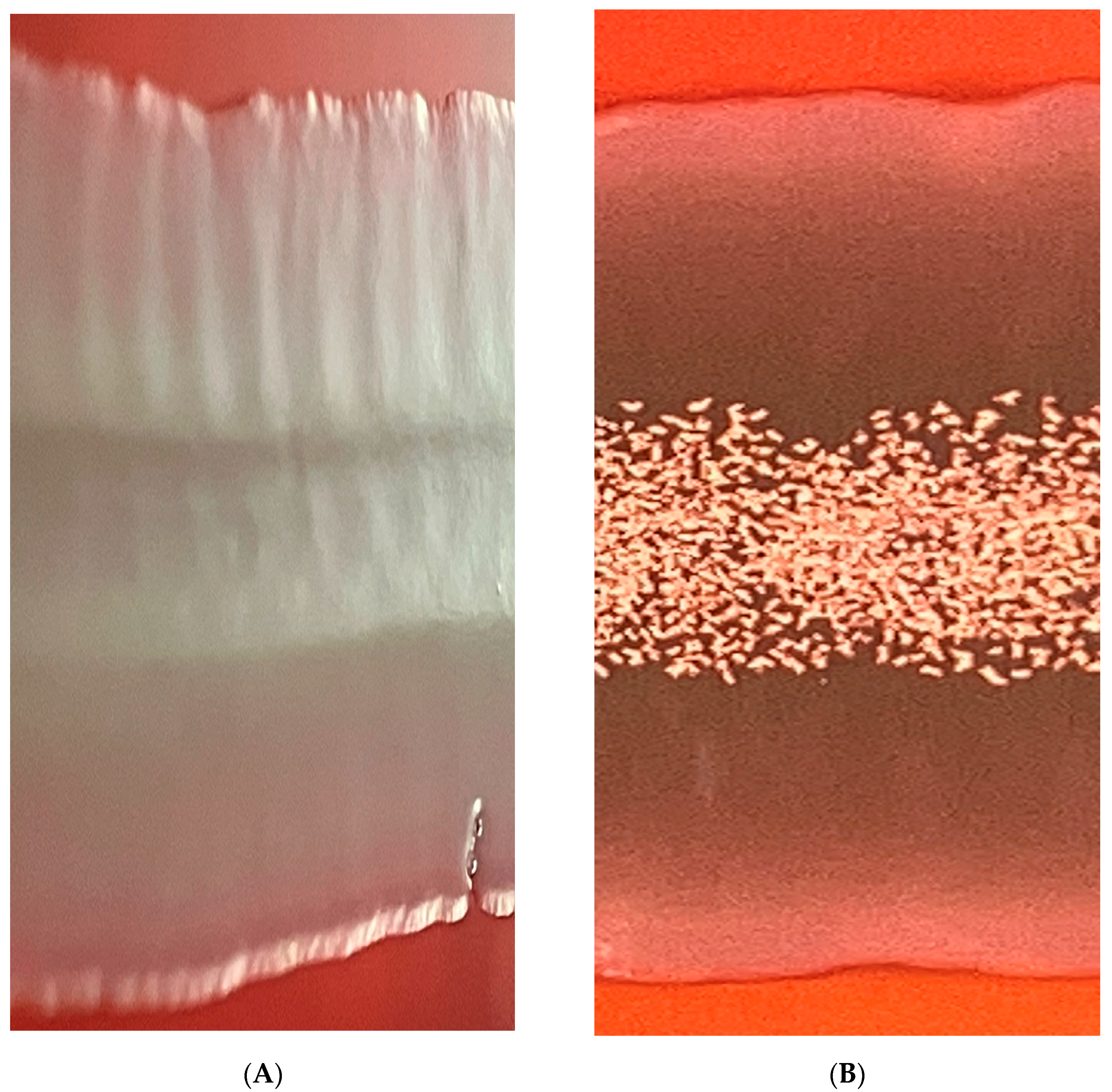 Preprints 81299 g002