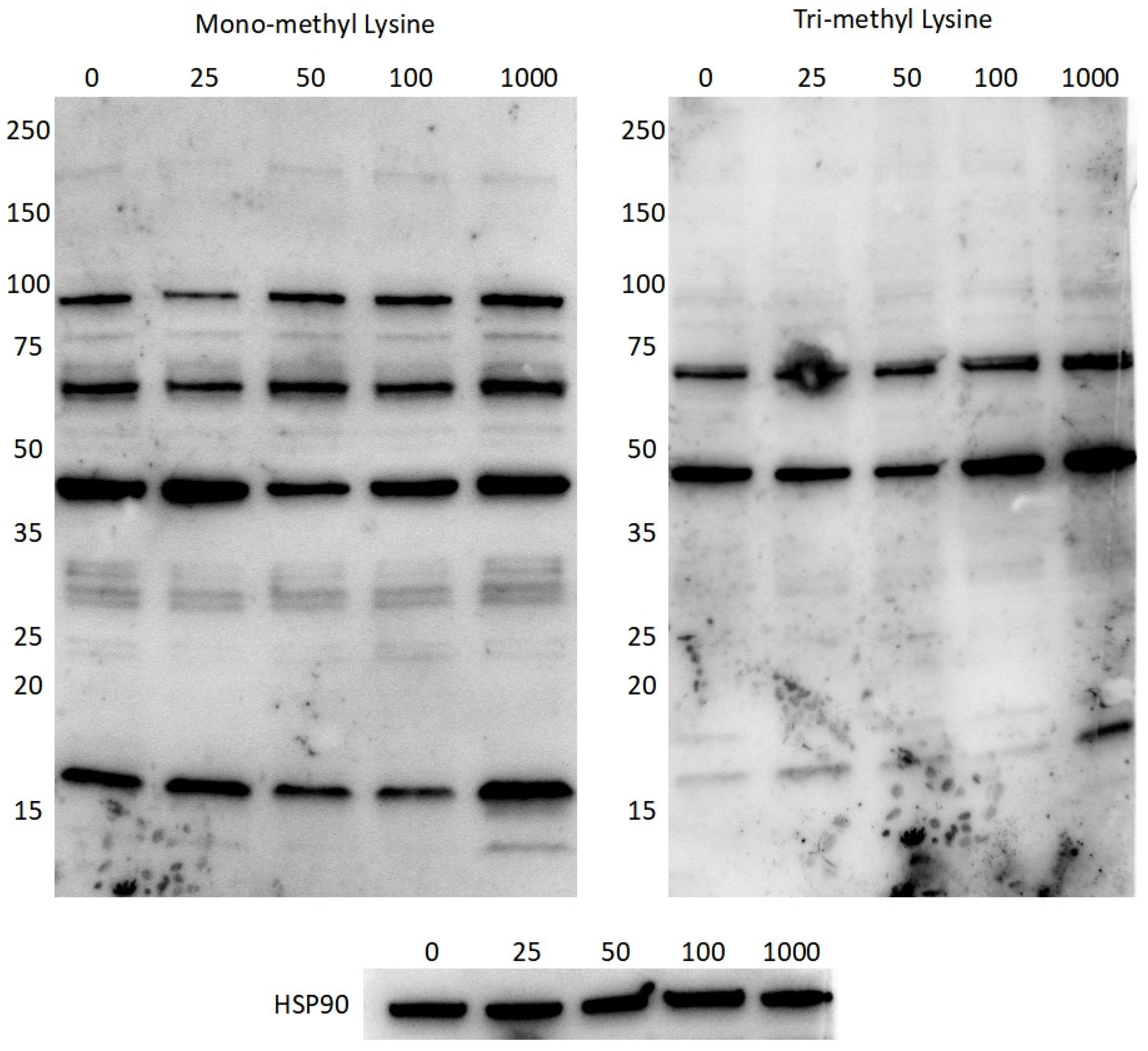 Preprints 117358 g009