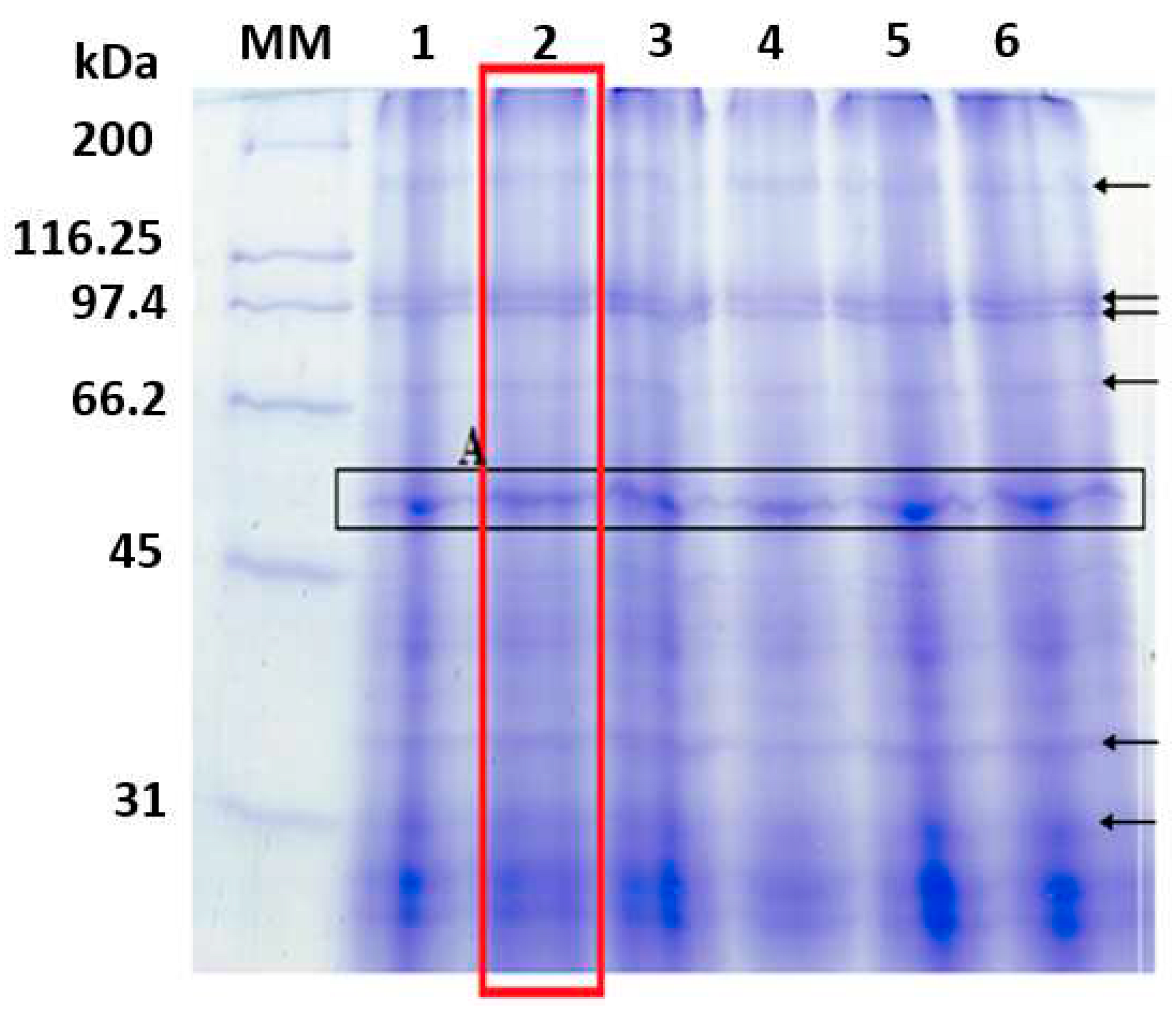 Preprints 87065 g001