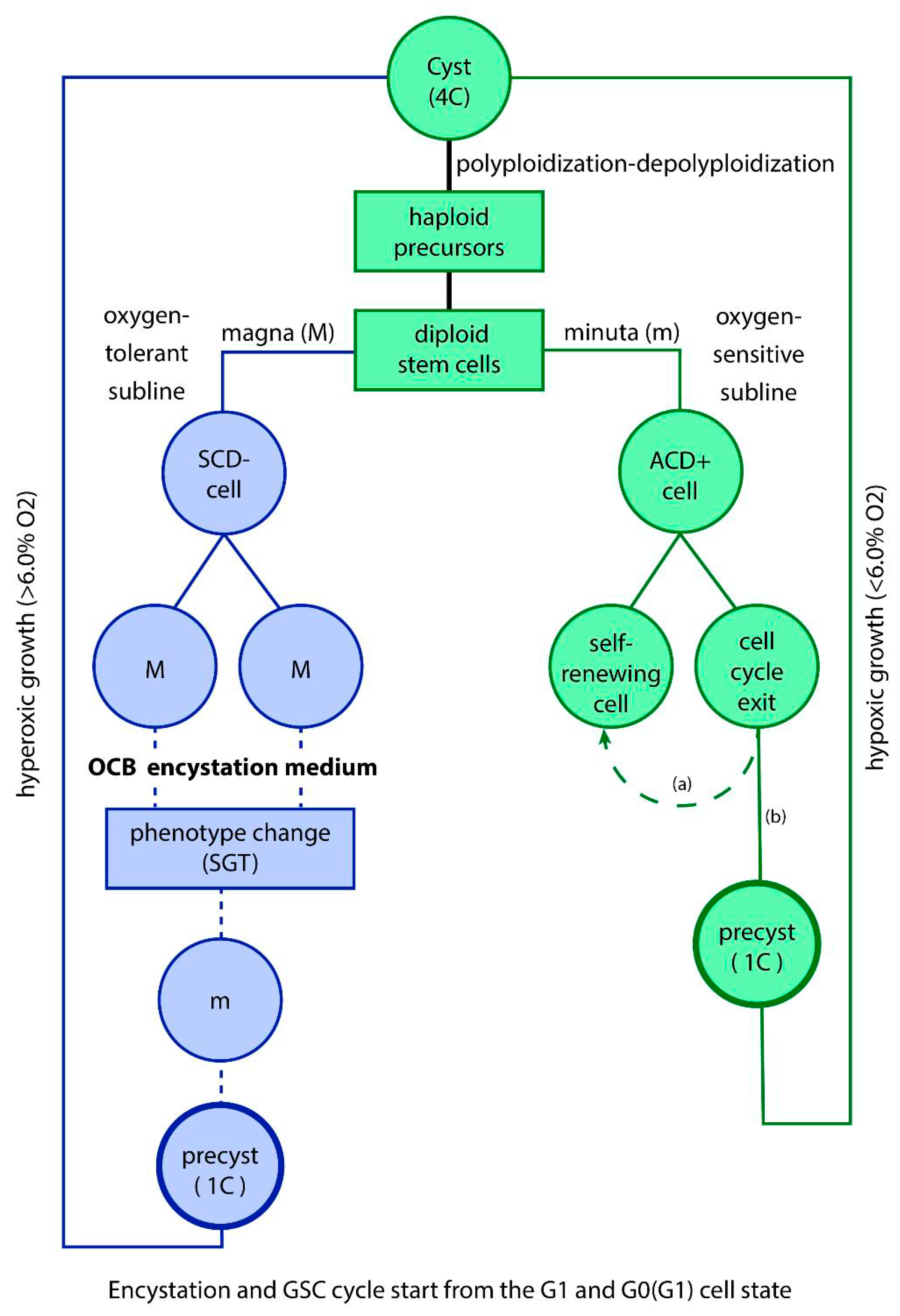 Preprints 116730 g001