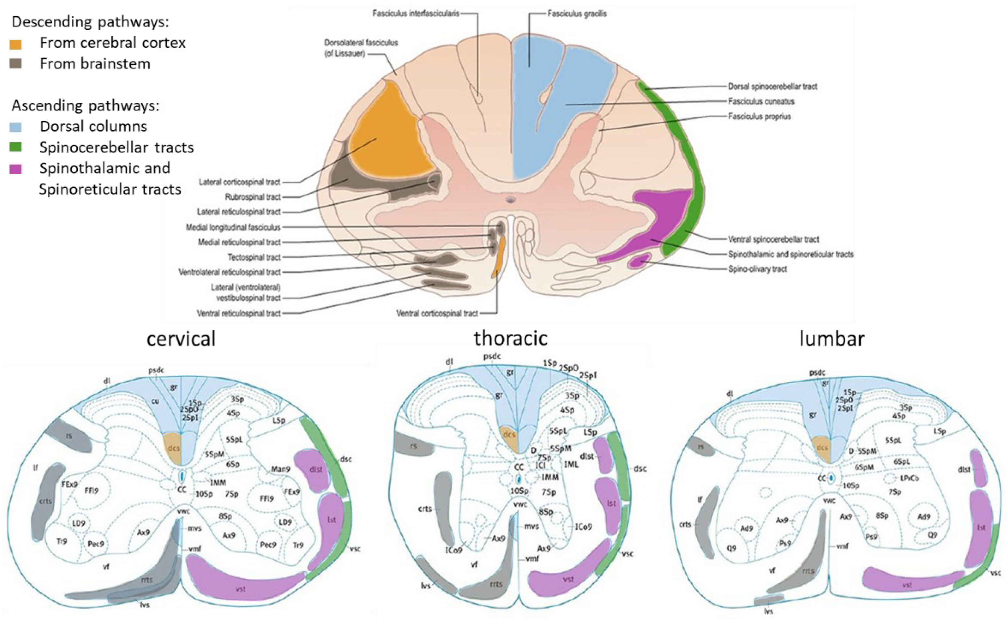 Preprints 100515 g001