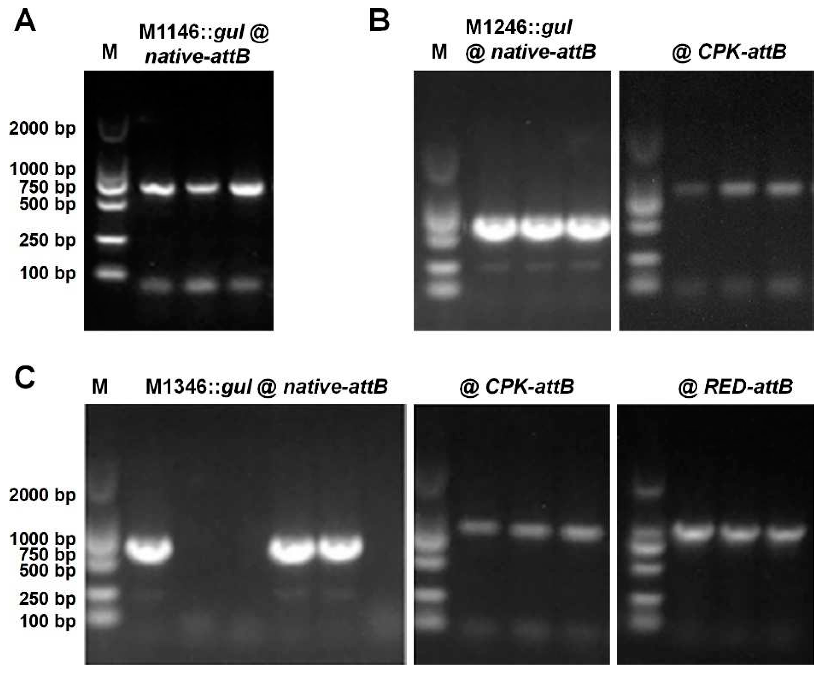 Preprints 85100 g002