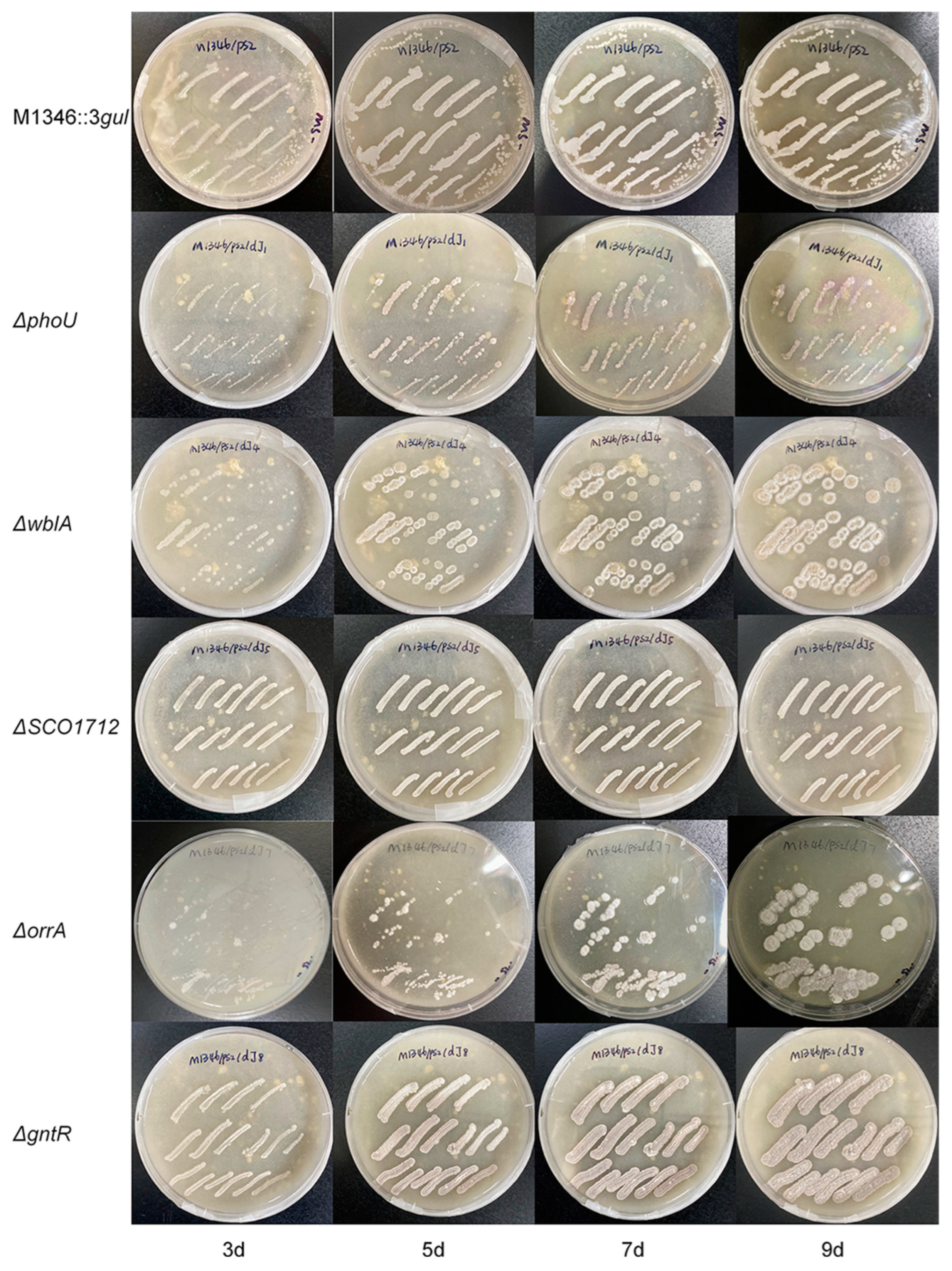 Preprints 85100 g005