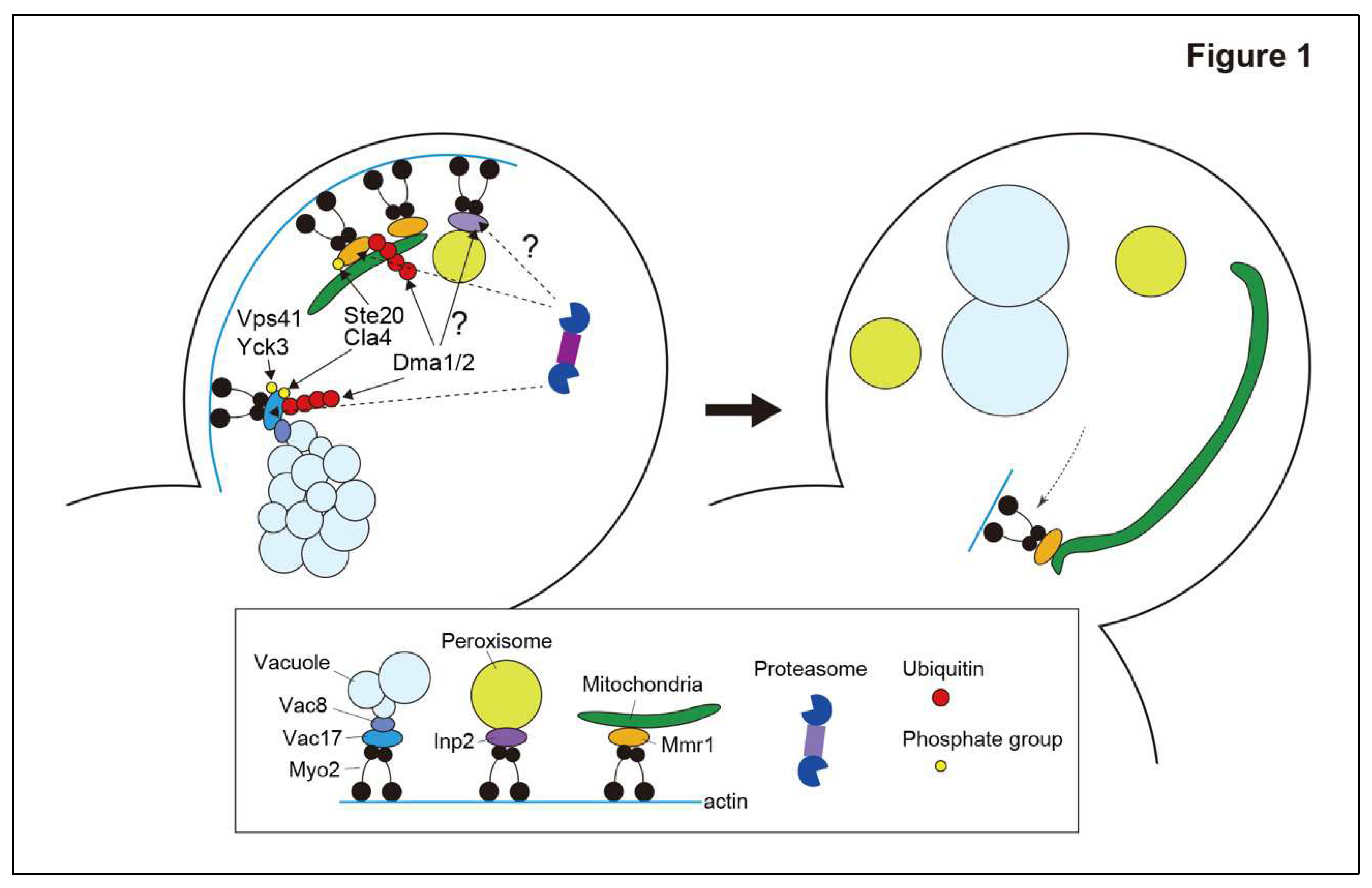 Preprints 92210 g001