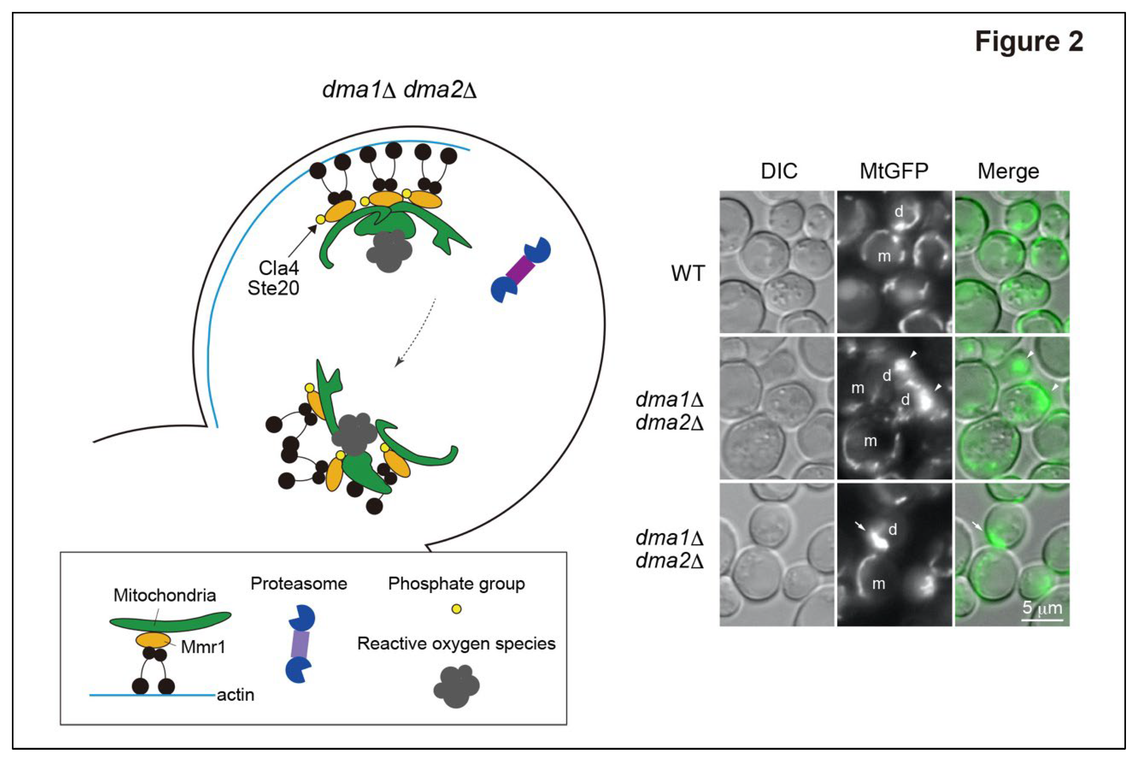 Preprints 92210 g002