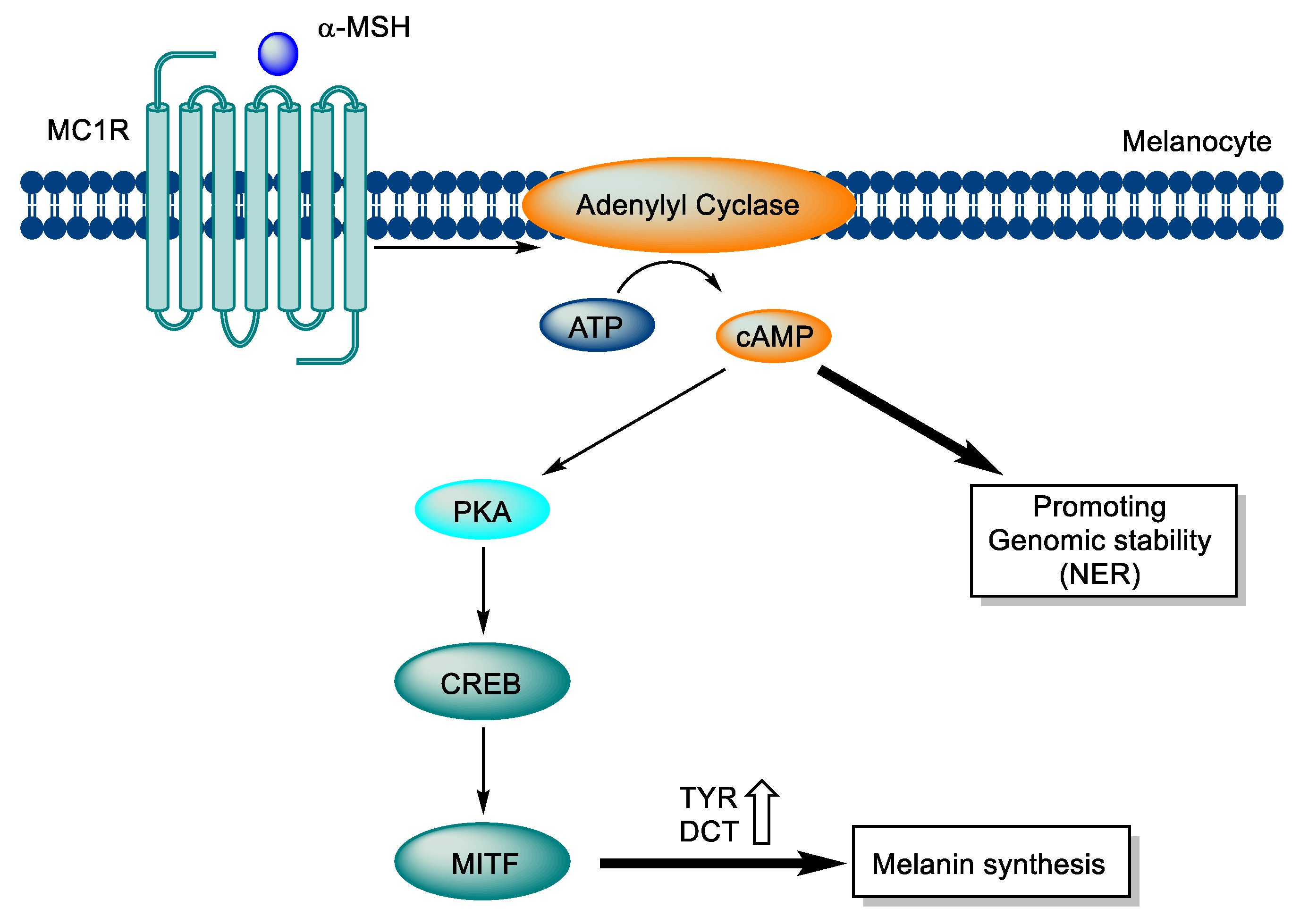 Preprints 74283 g001