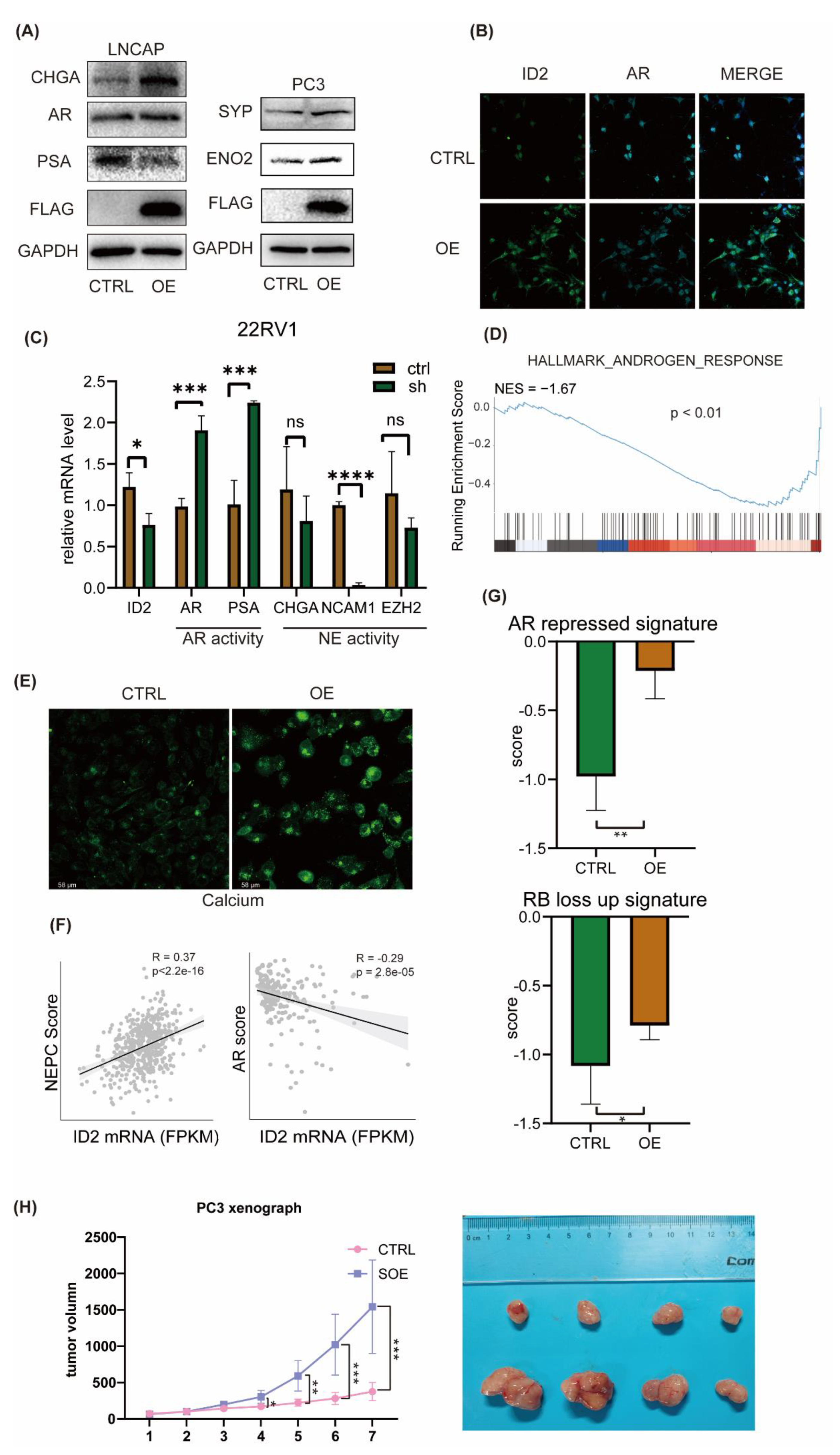 Preprints 91785 g003