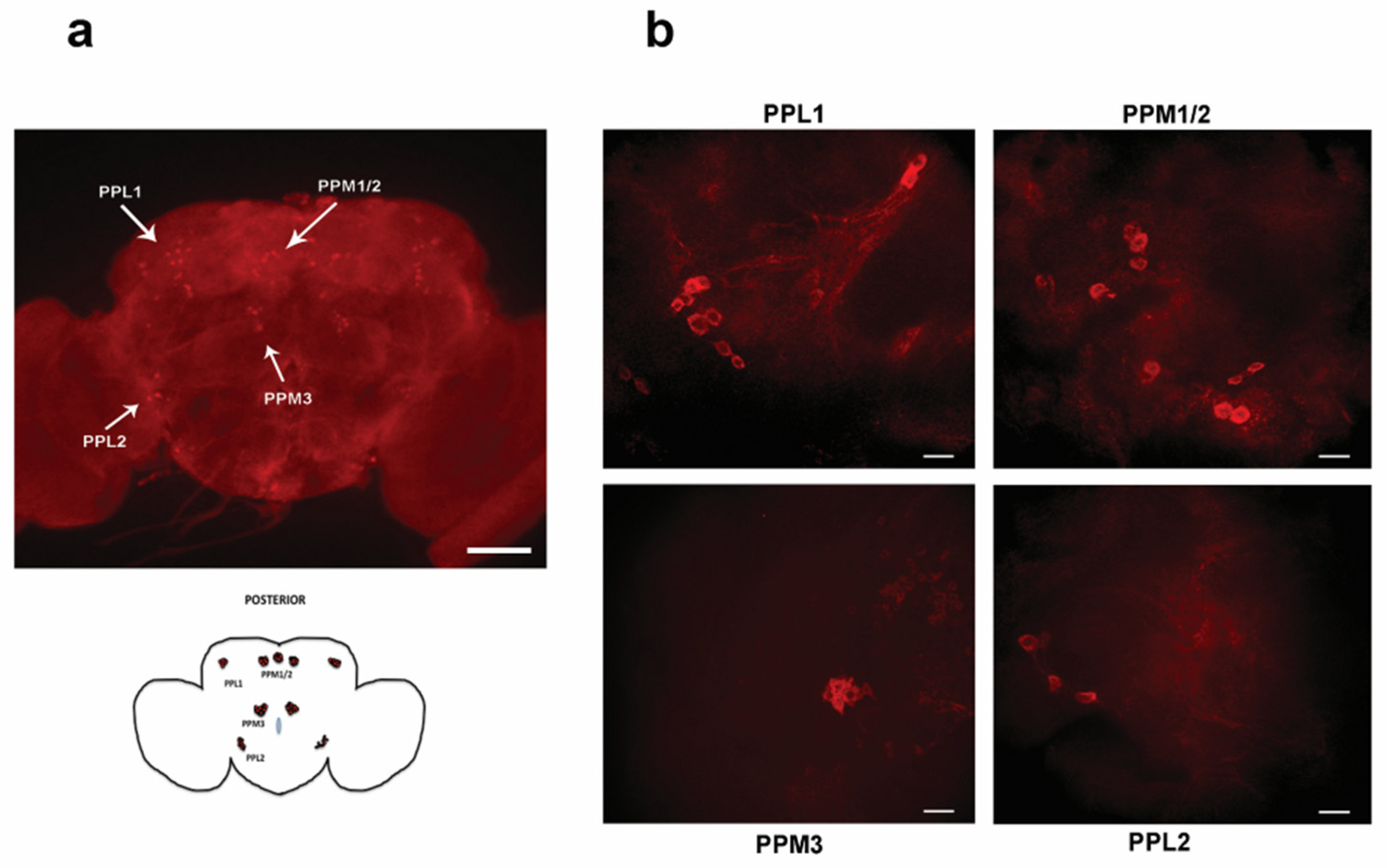 Preprints 94582 g005