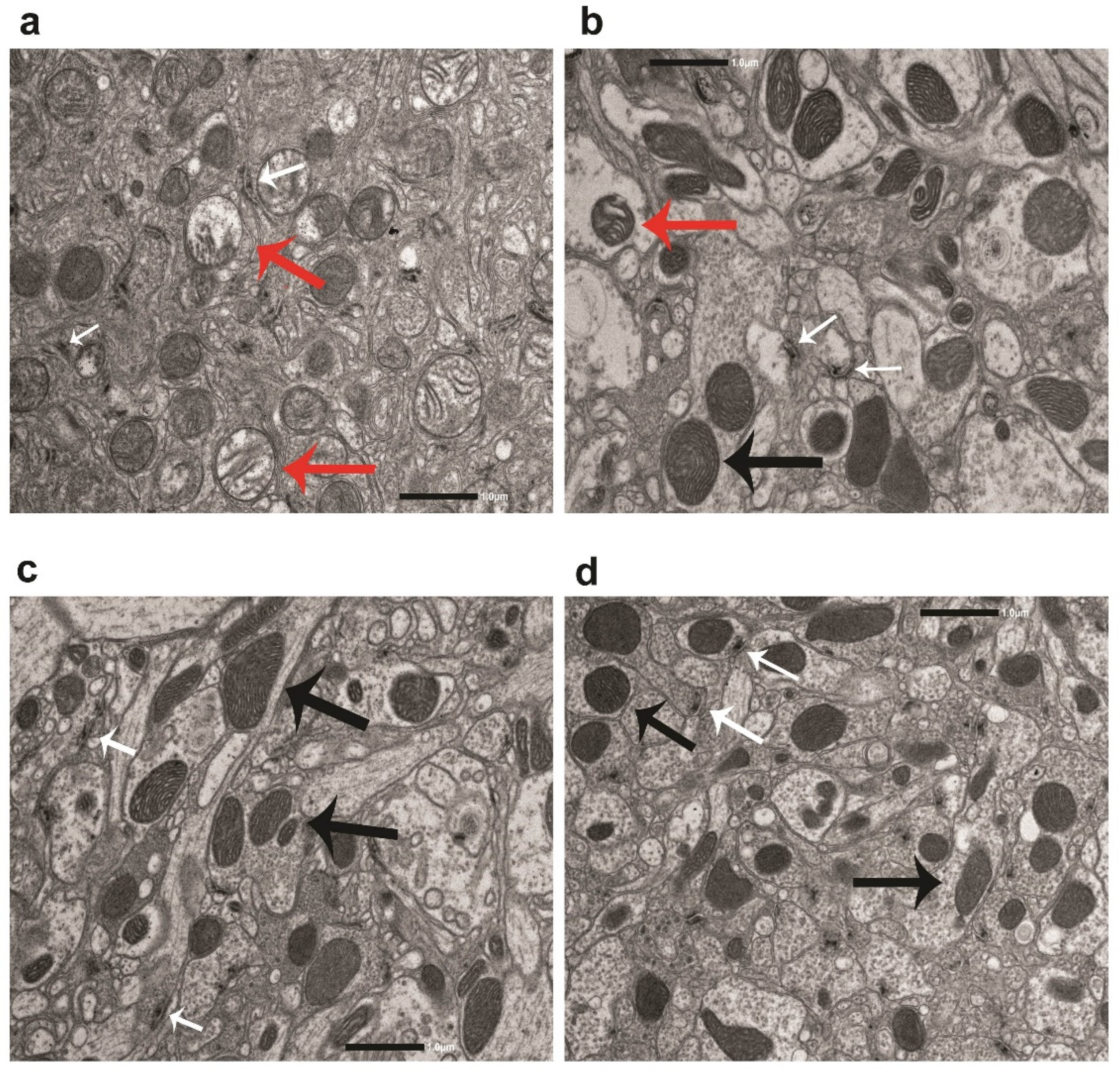 Preprints 94582 g007