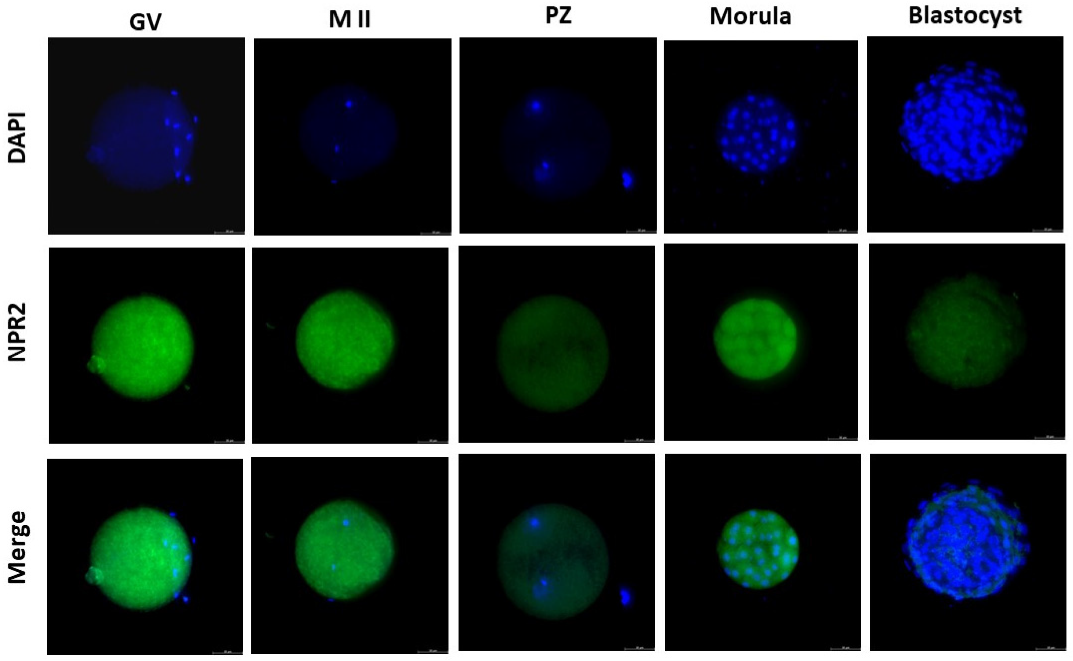 Preprints 117010 g002