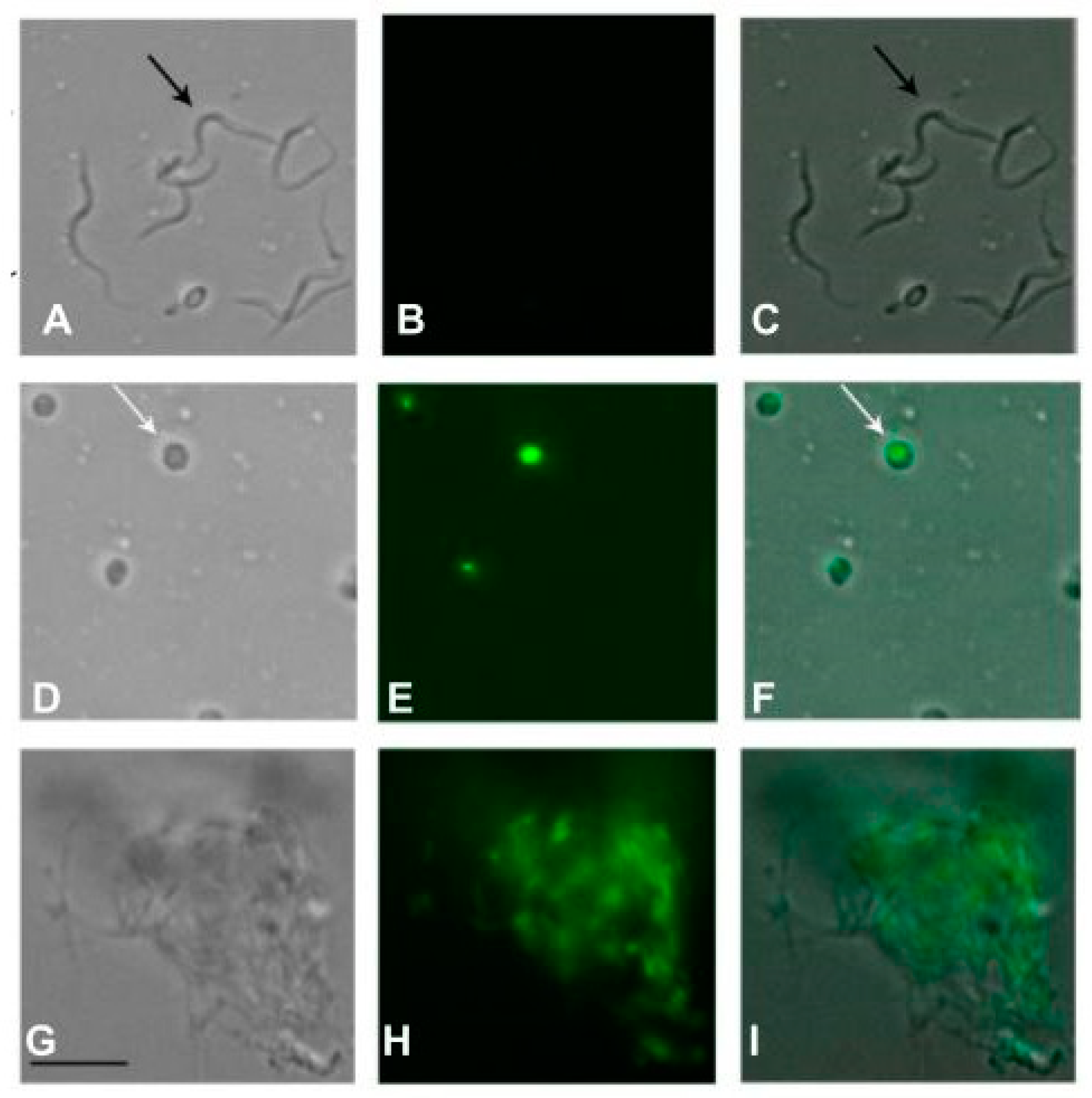 Preprints 99327 g008