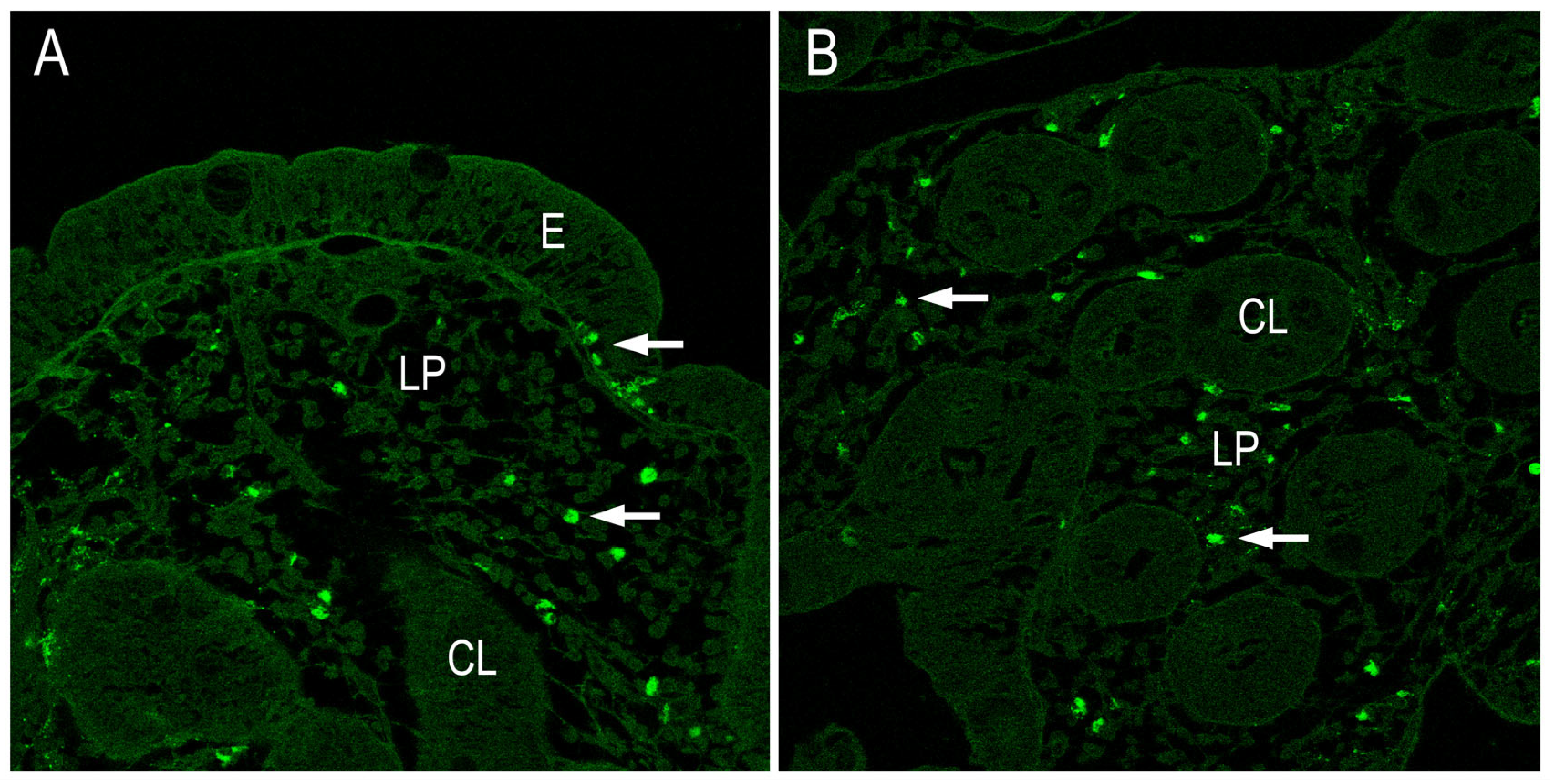 Preprints 91729 g005