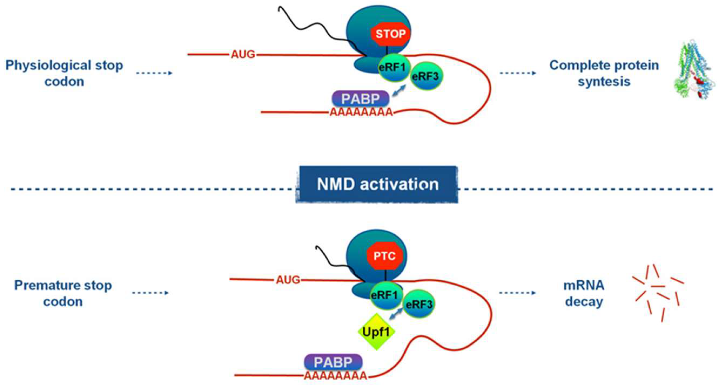 Preprints 110579 g001