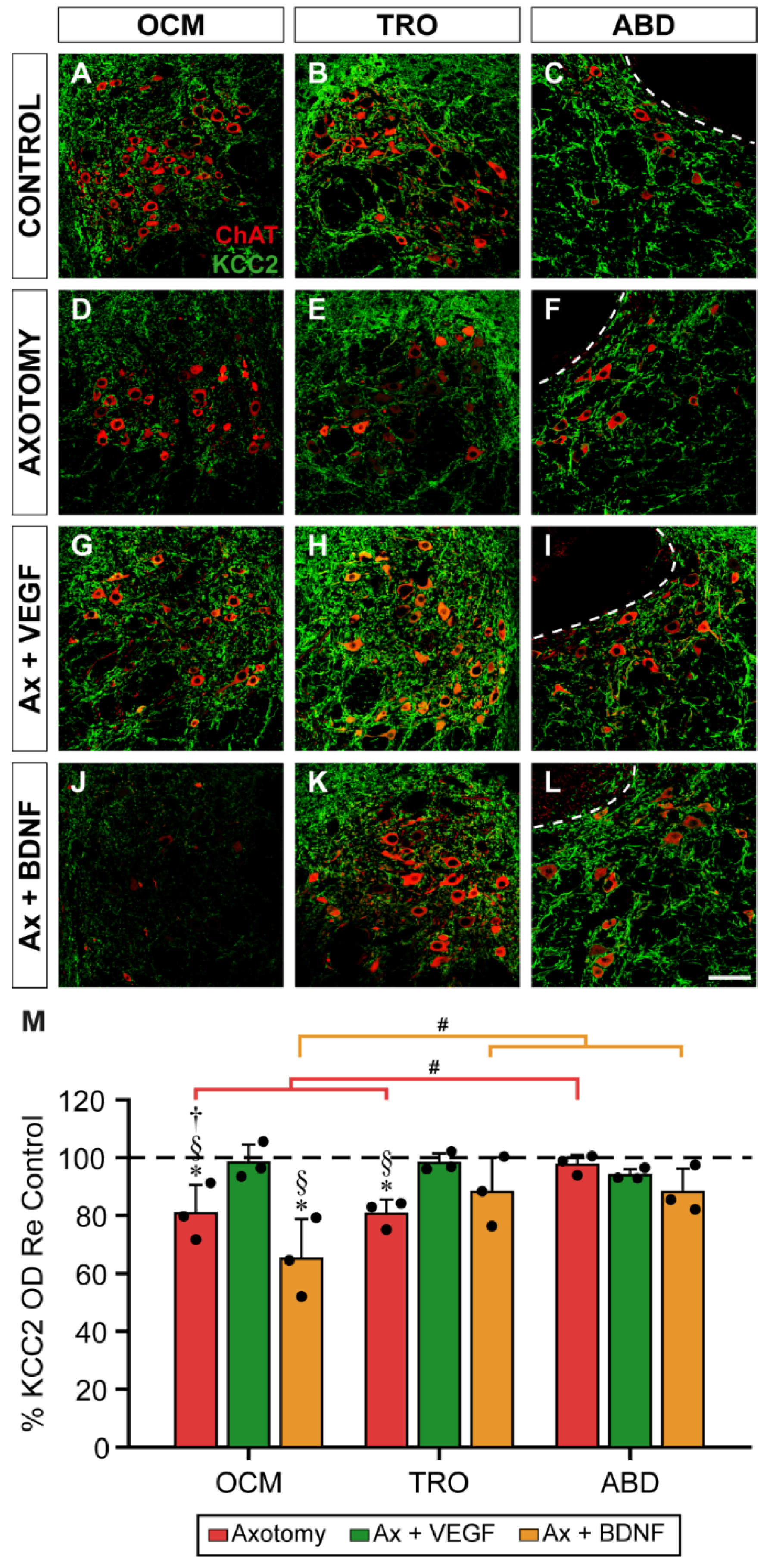 Preprints 115221 g002