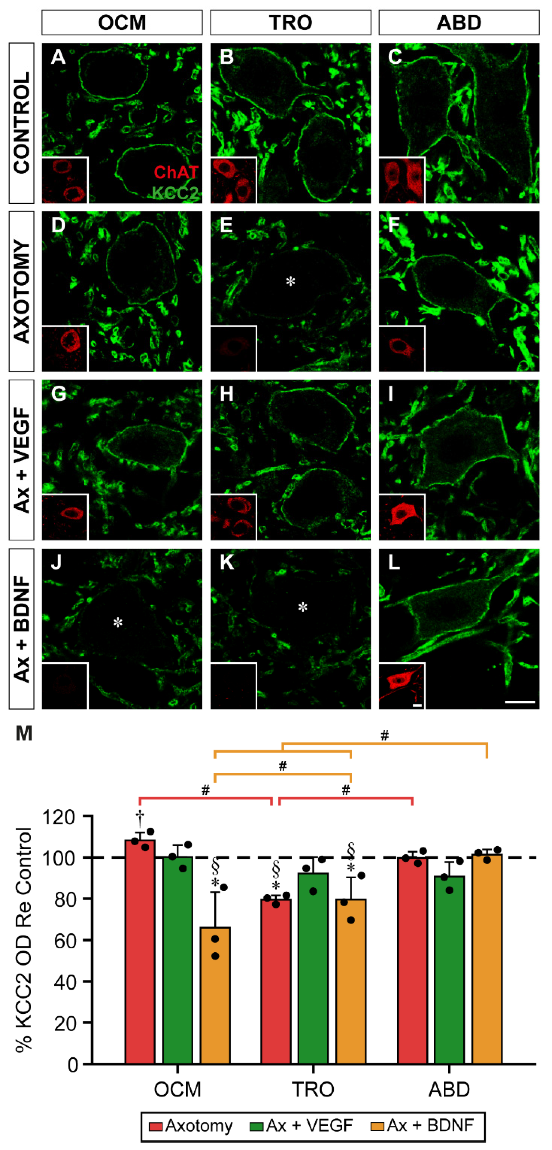 Preprints 115221 g003