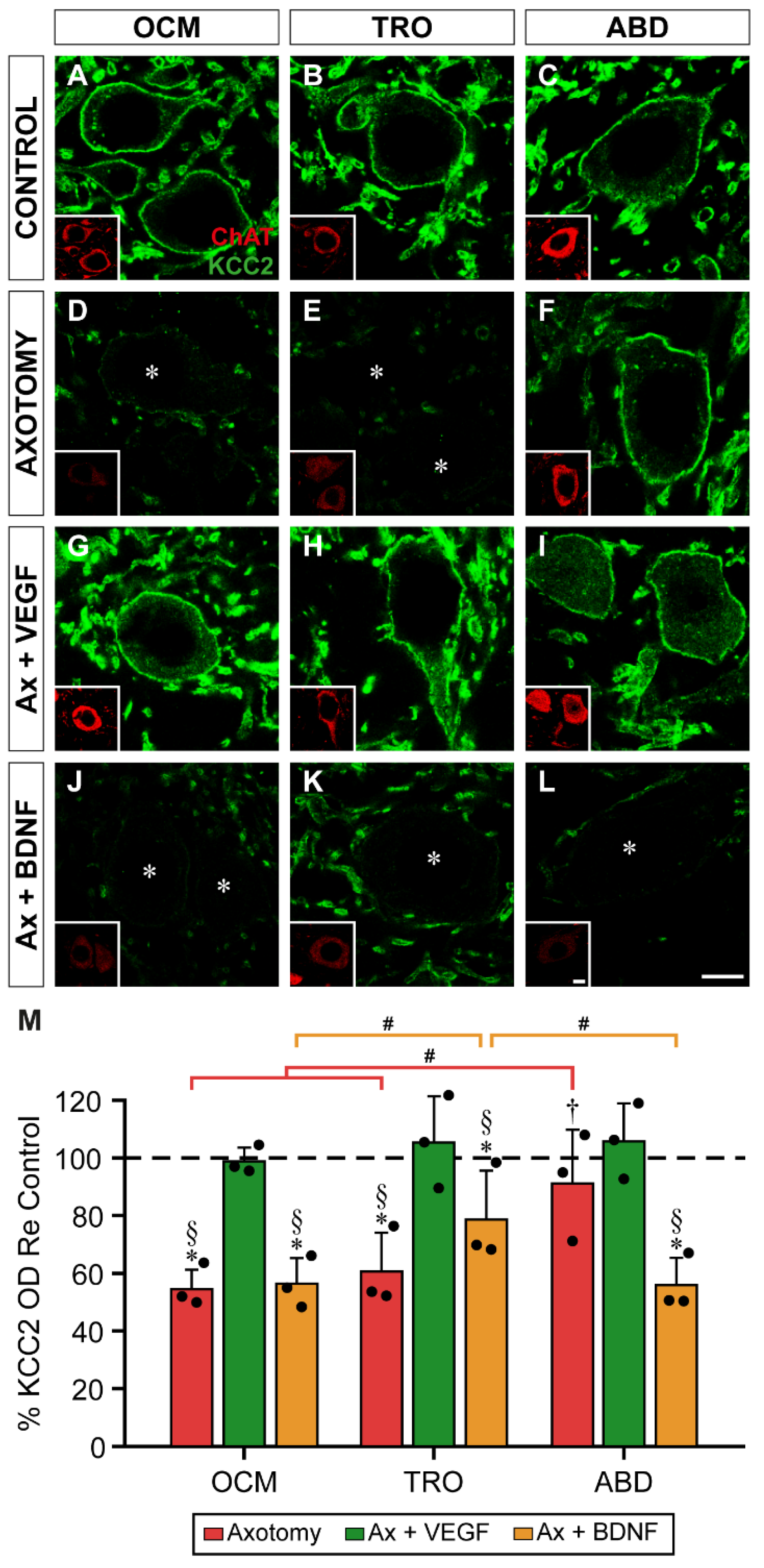 Preprints 115221 g005