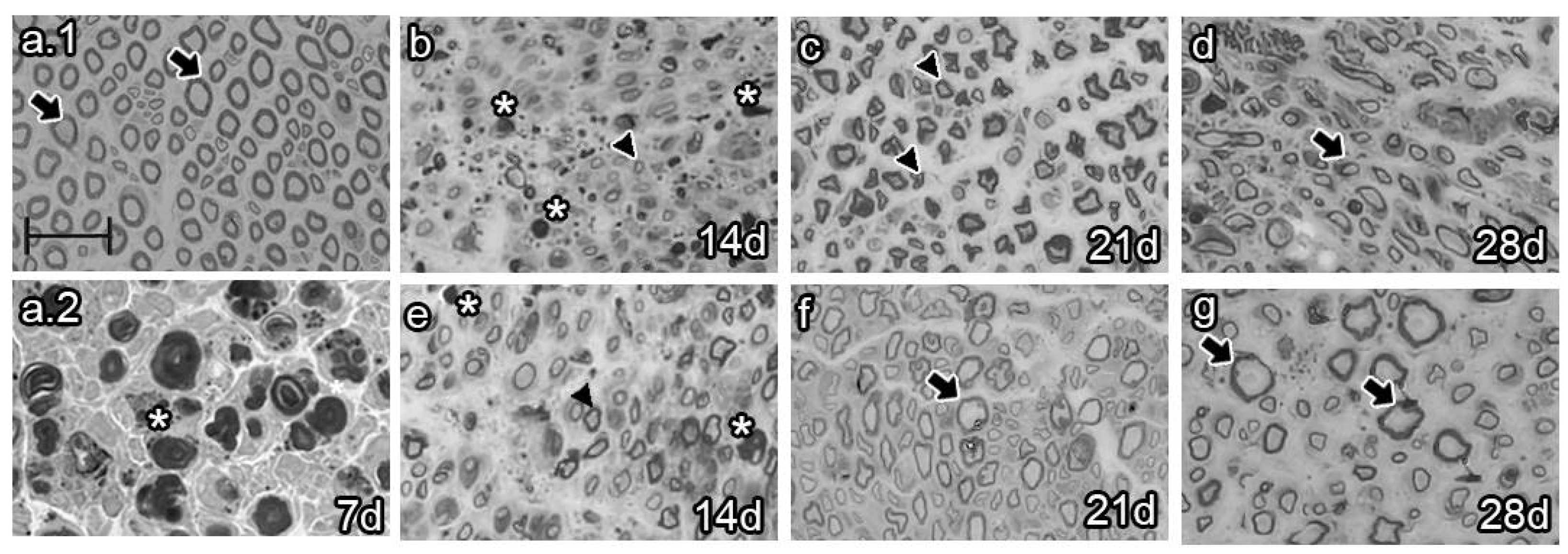 Preprints 105576 g004