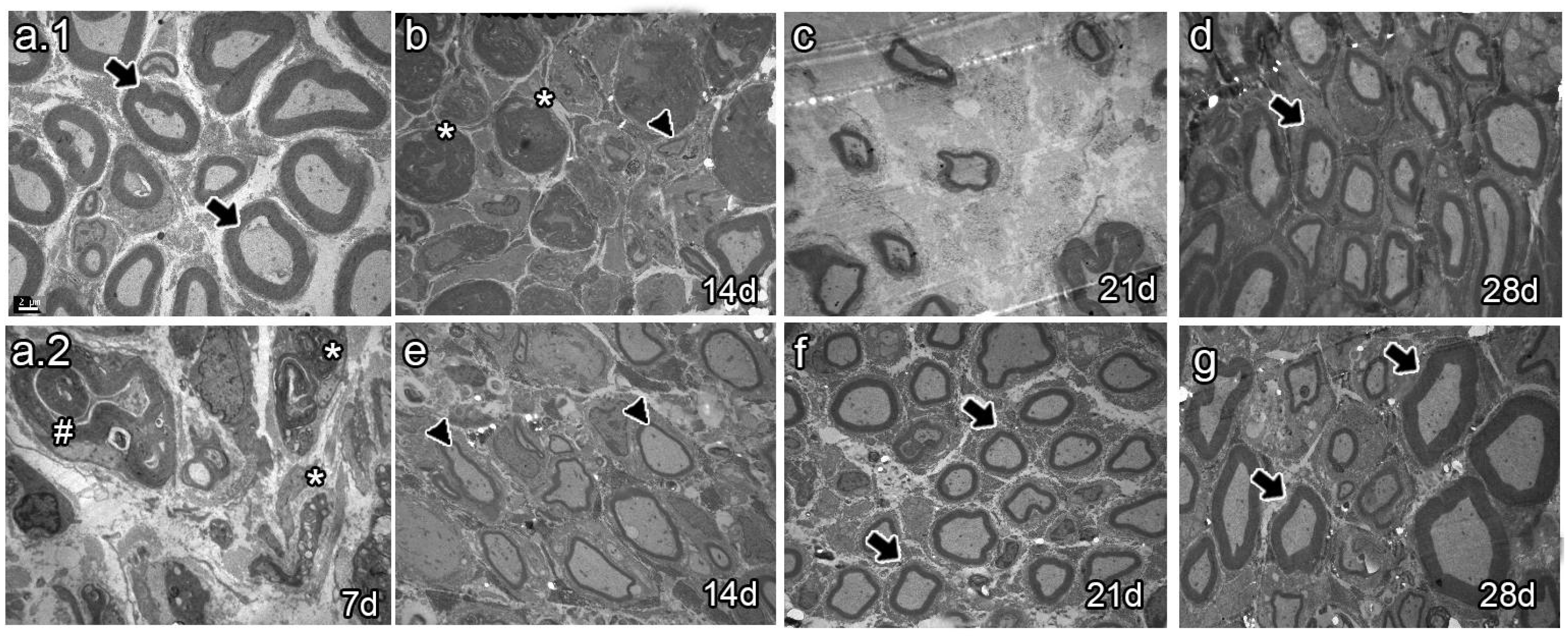 Preprints 105576 g005