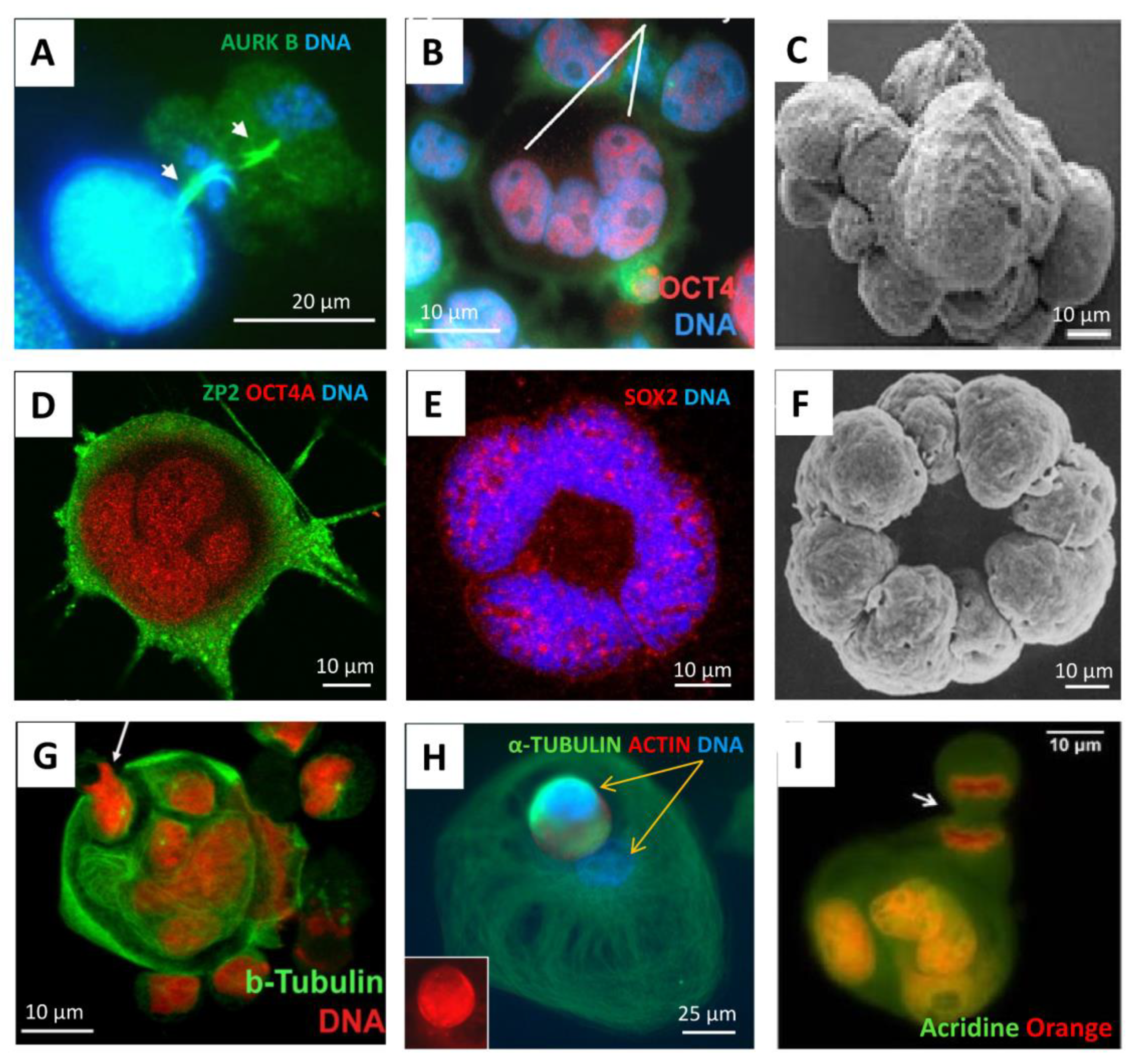 Preprints 76224 g002