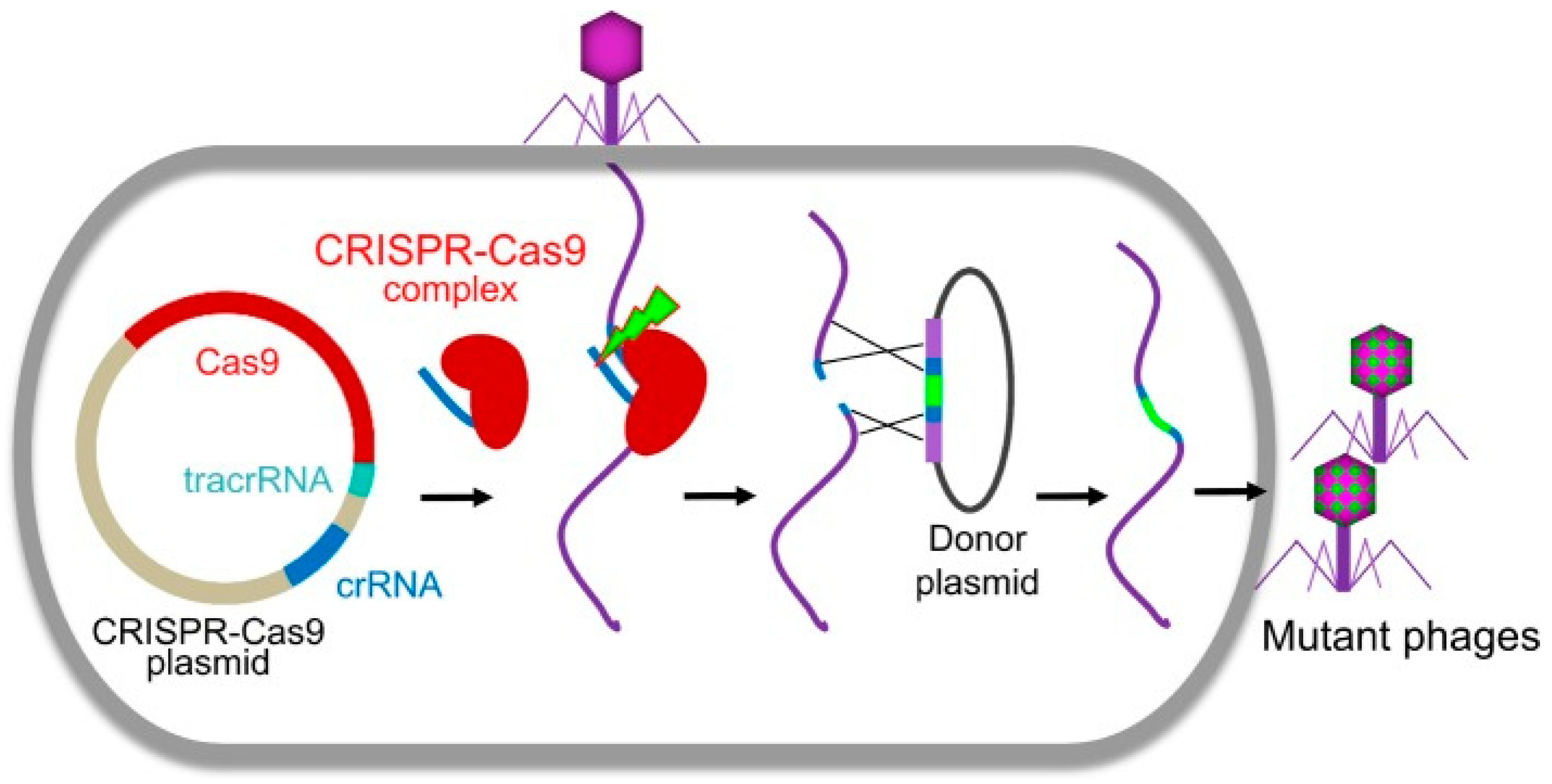 Preprints 97972 g004