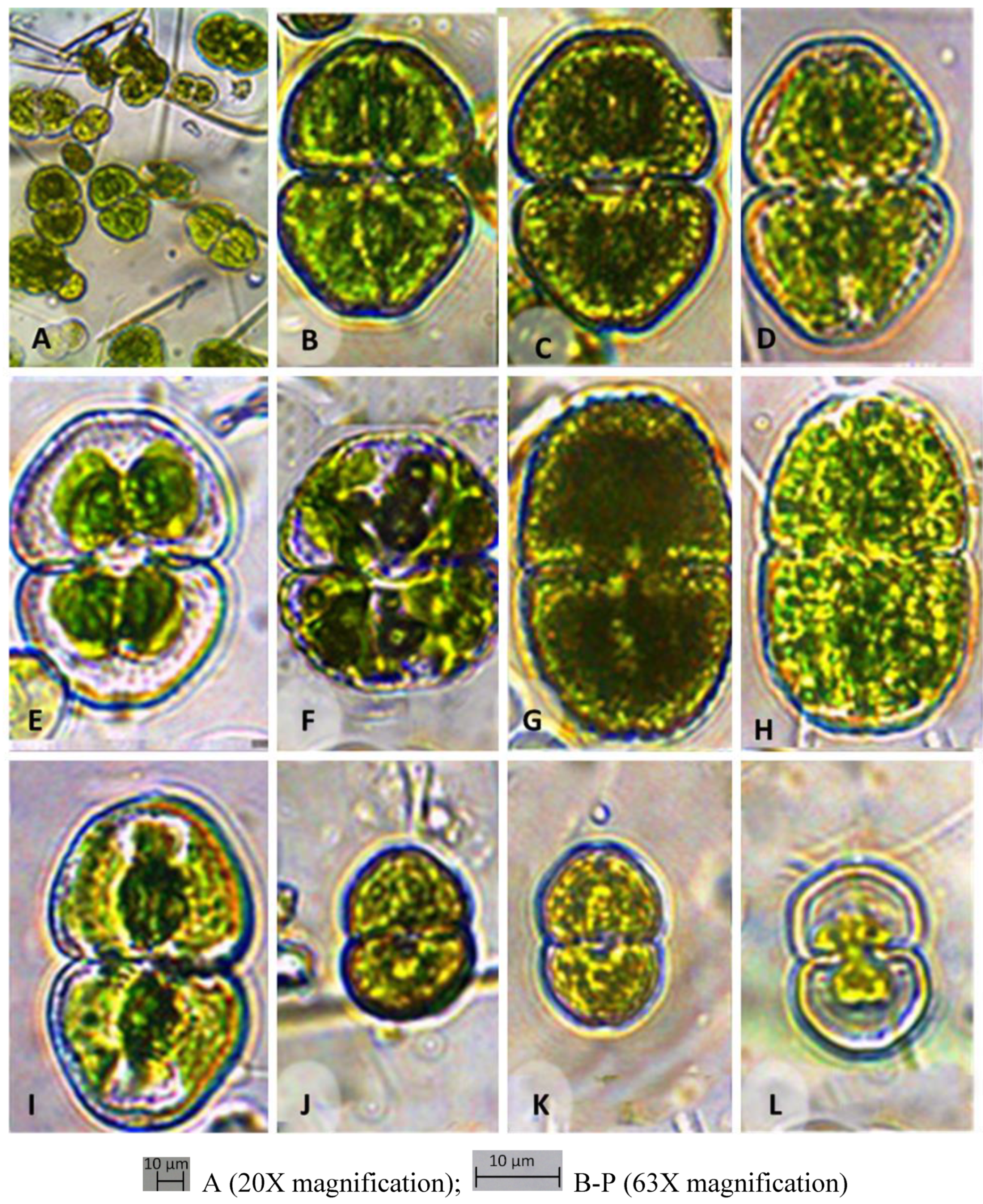 Preprints 104707 g002