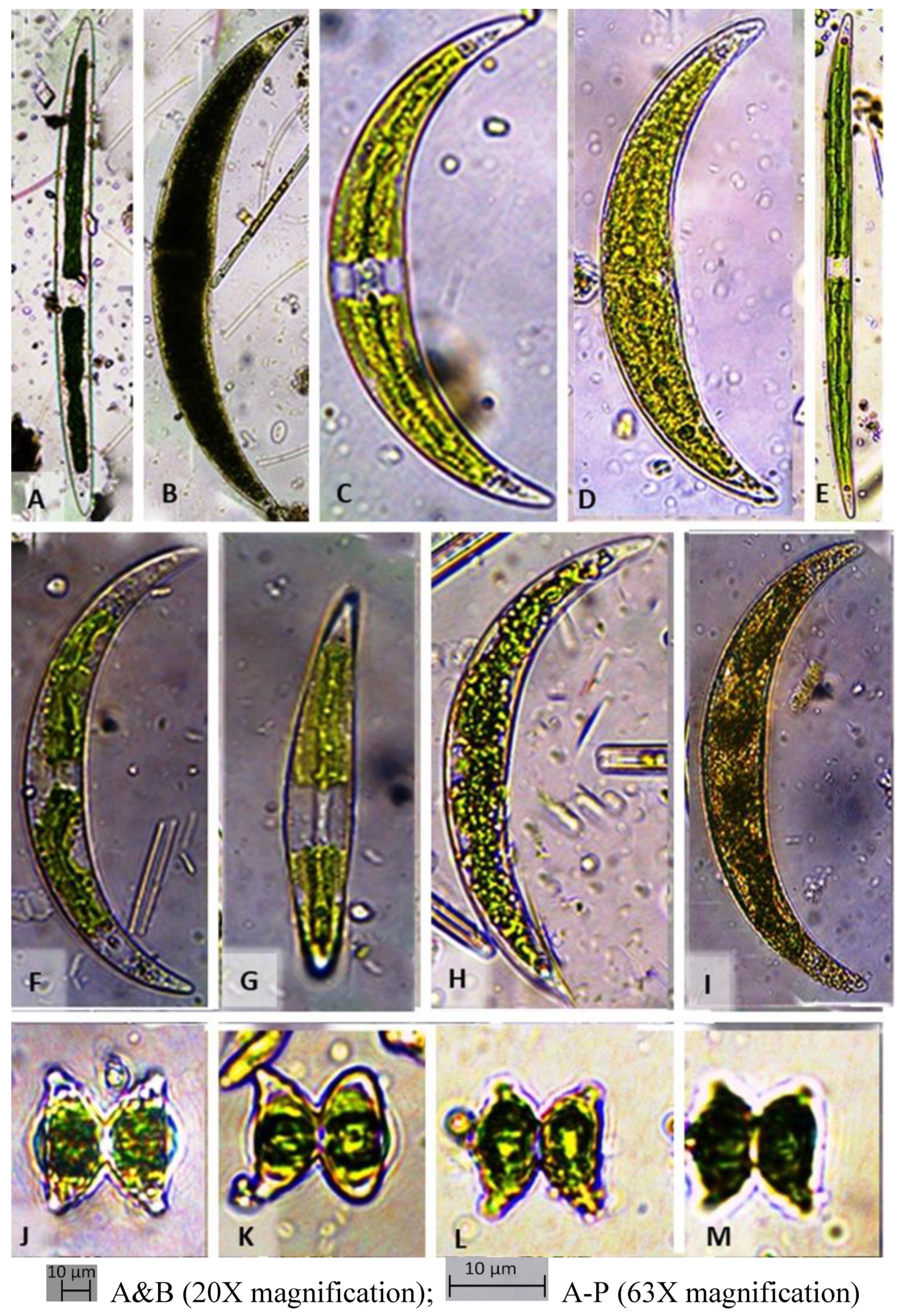 Preprints 104707 g003