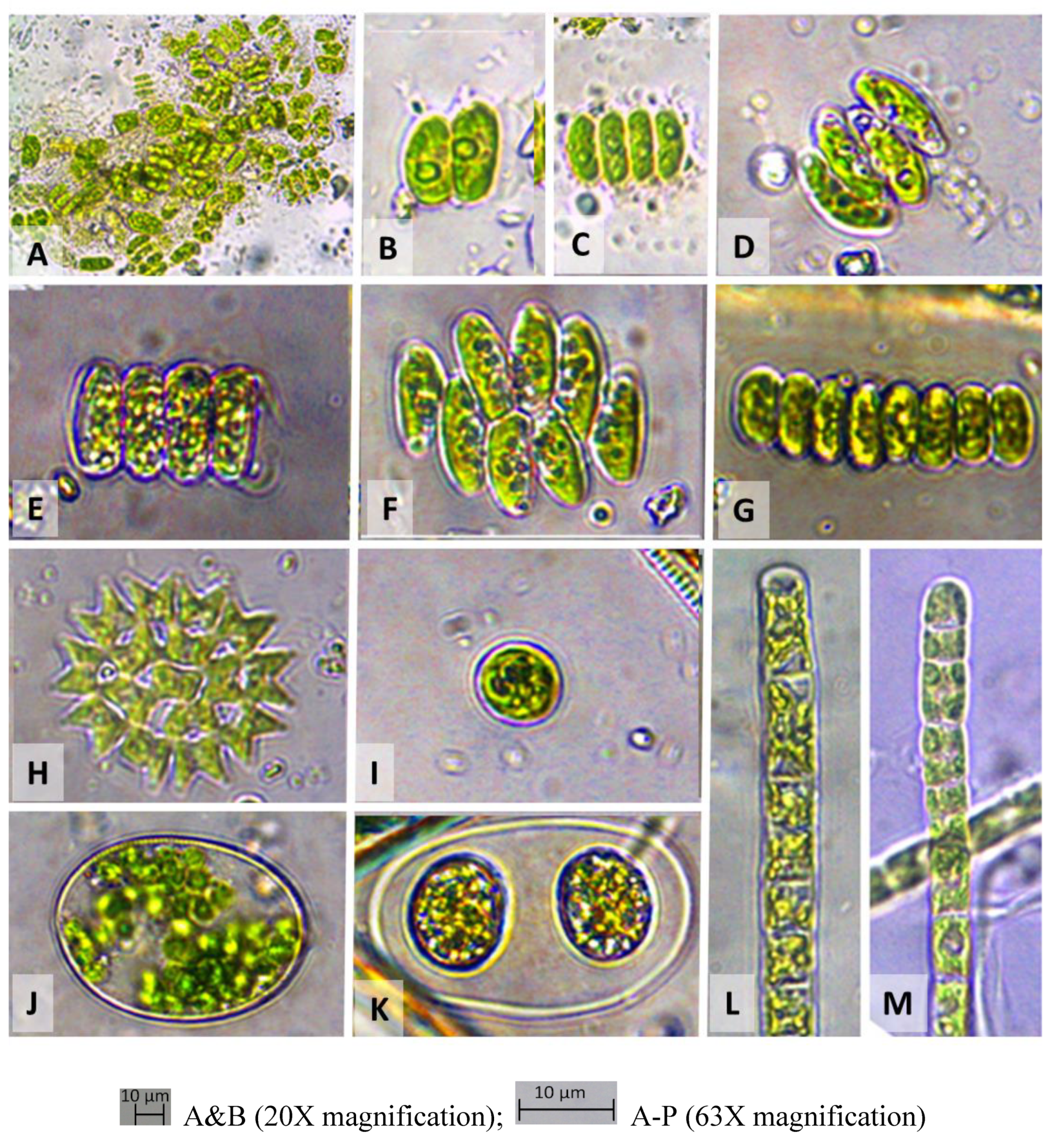 Preprints 104707 g004