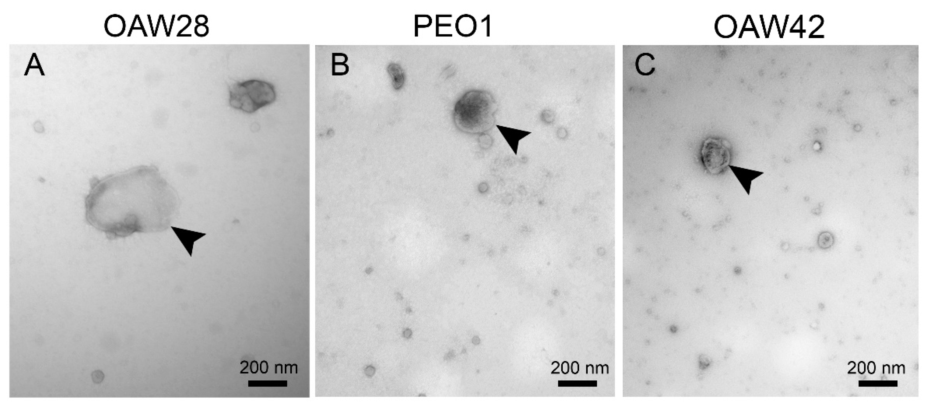 Preprints 72543 g002