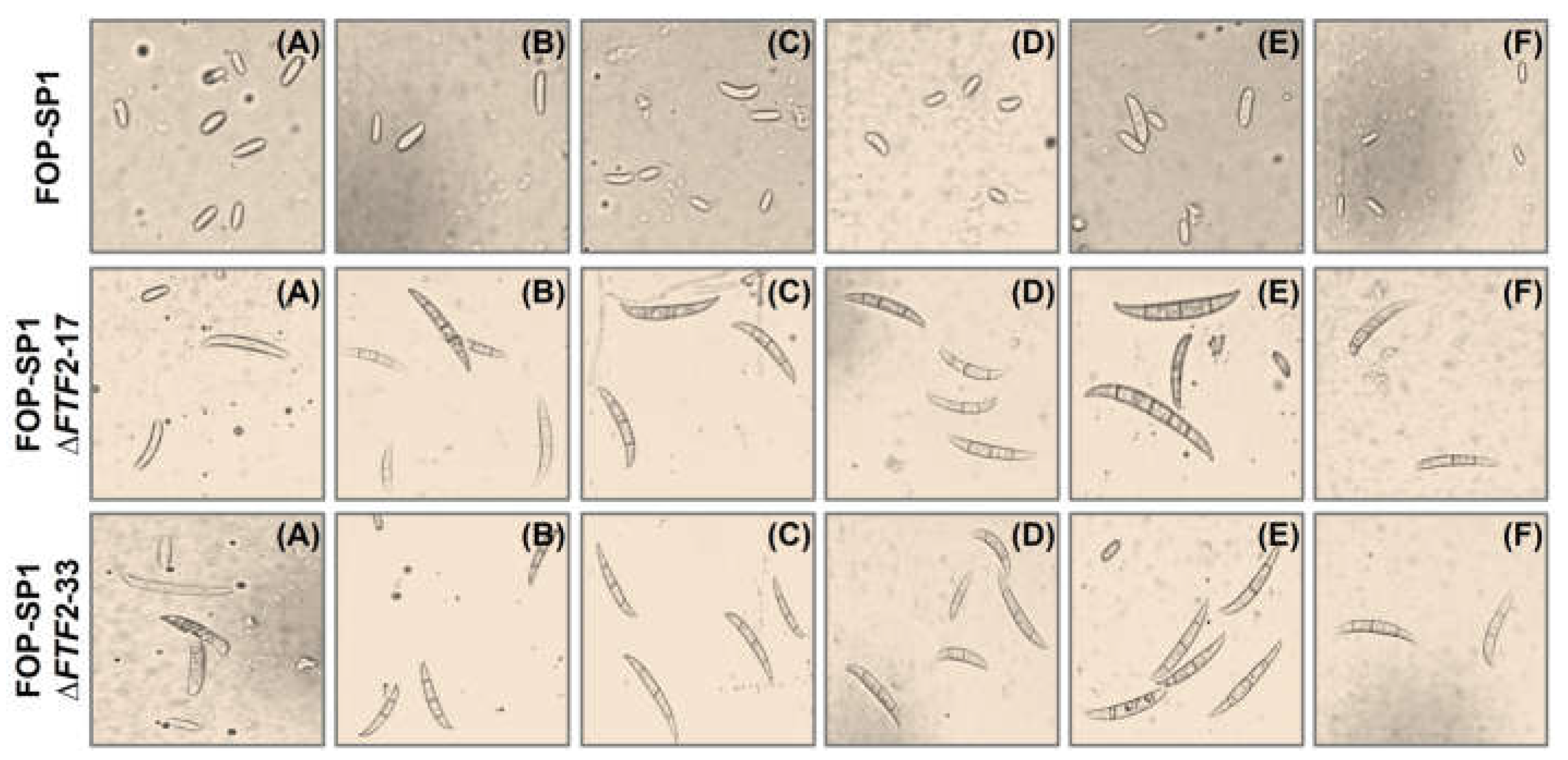 Preprints 67258 g004