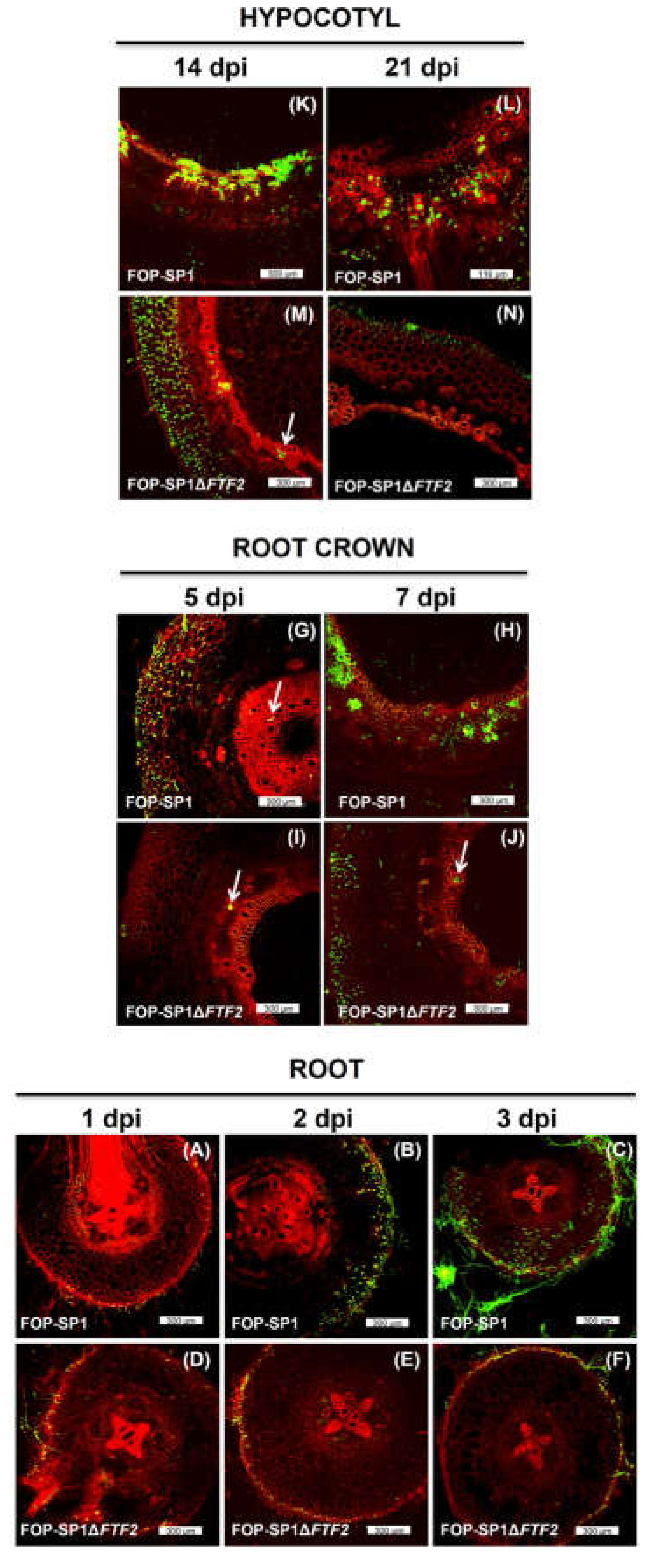 Preprints 67258 g005