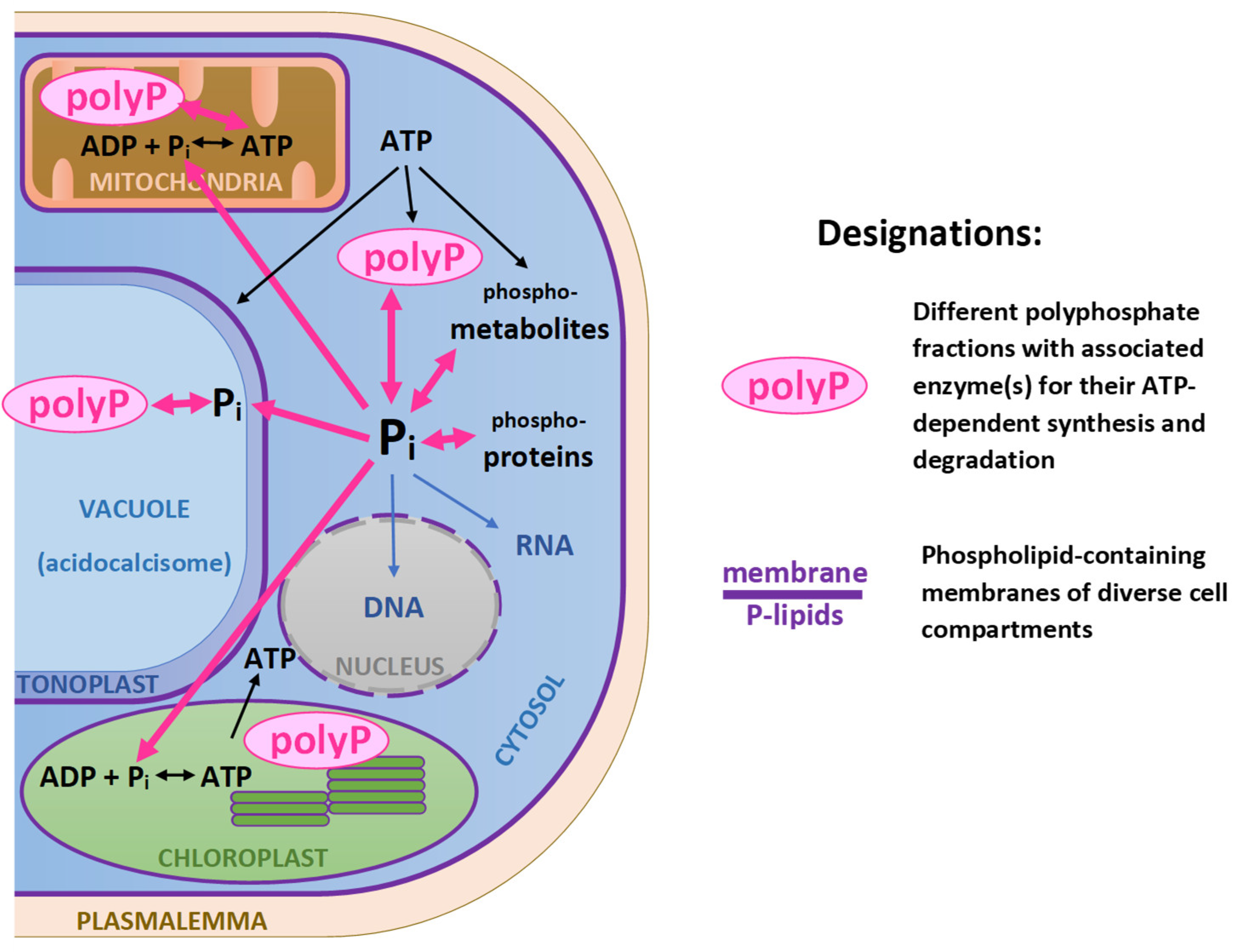 Preprints 106877 g001