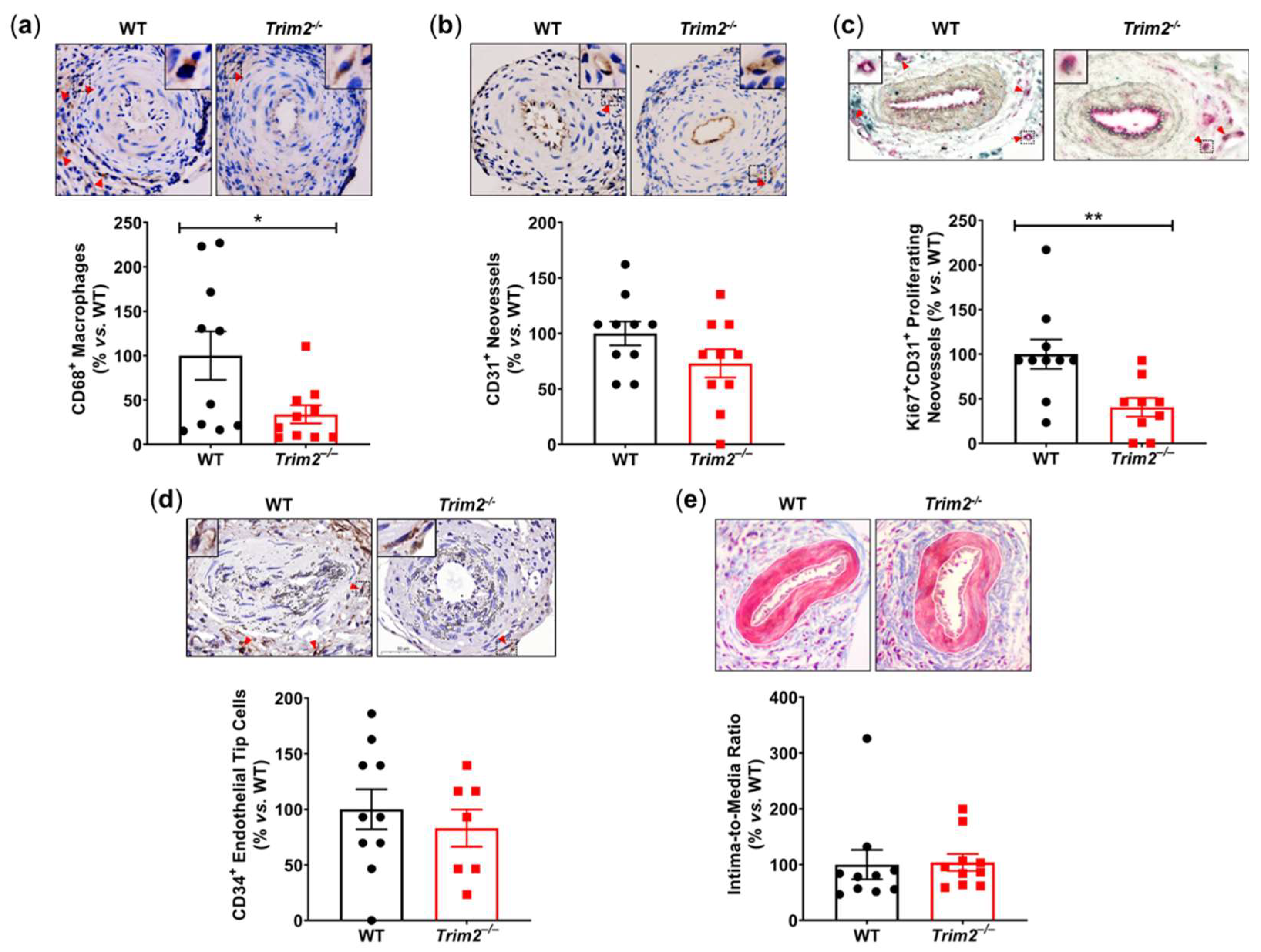 Preprints 99252 g001