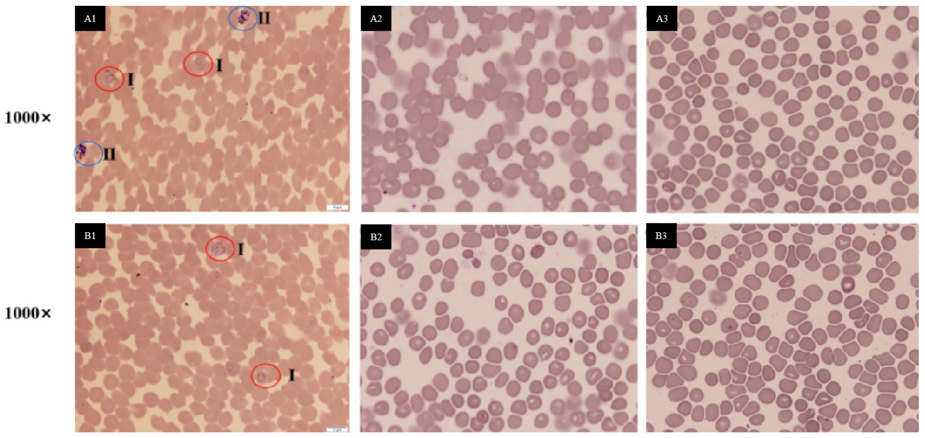 Preprints 115413 g005