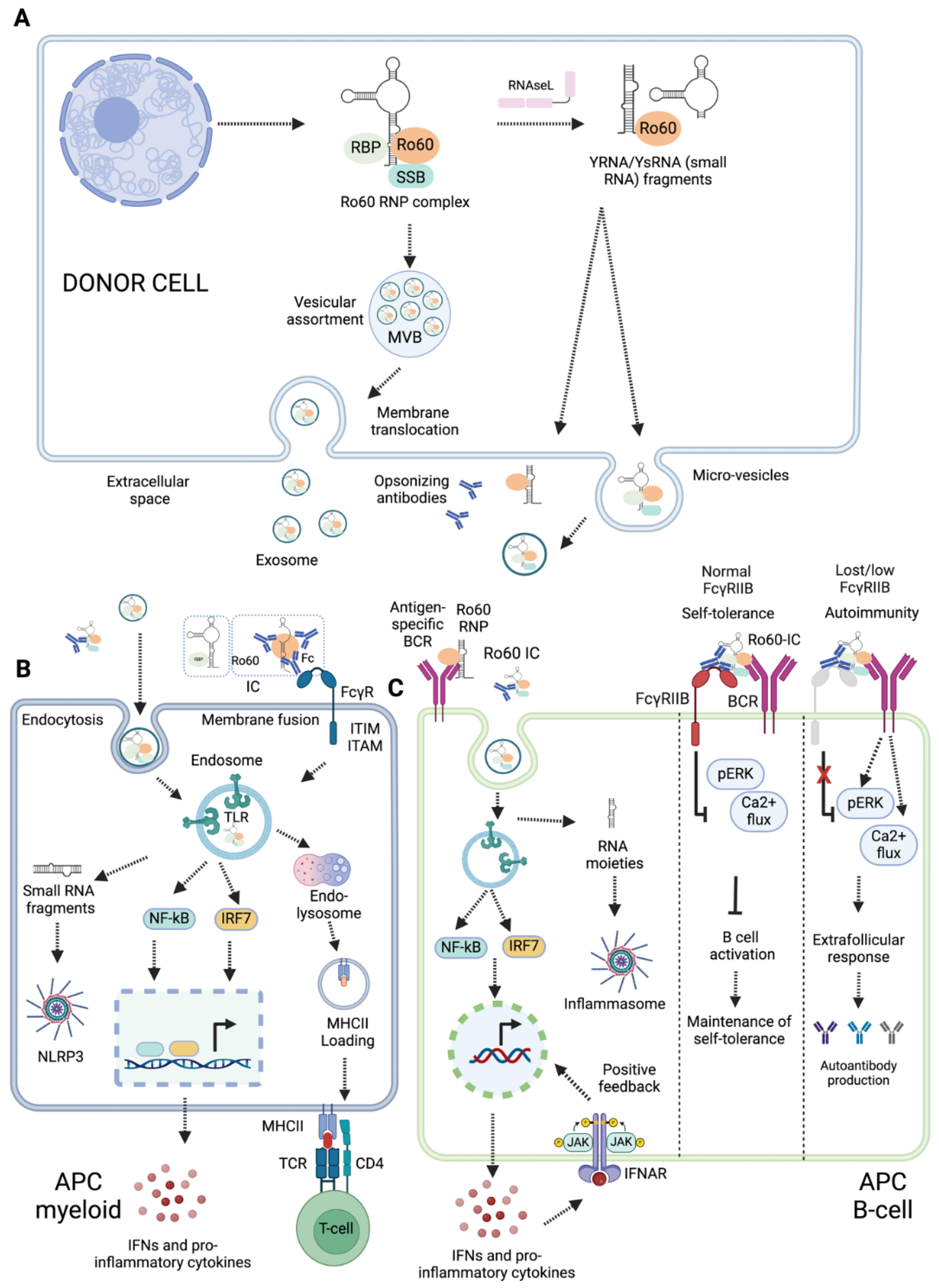 Preprints 109104 g003