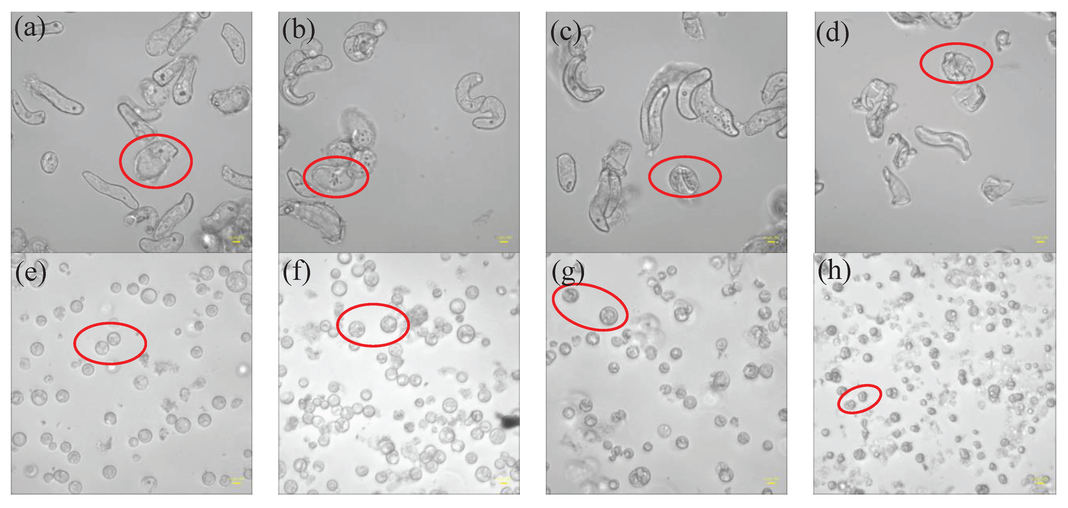 Preprints 102827 g010