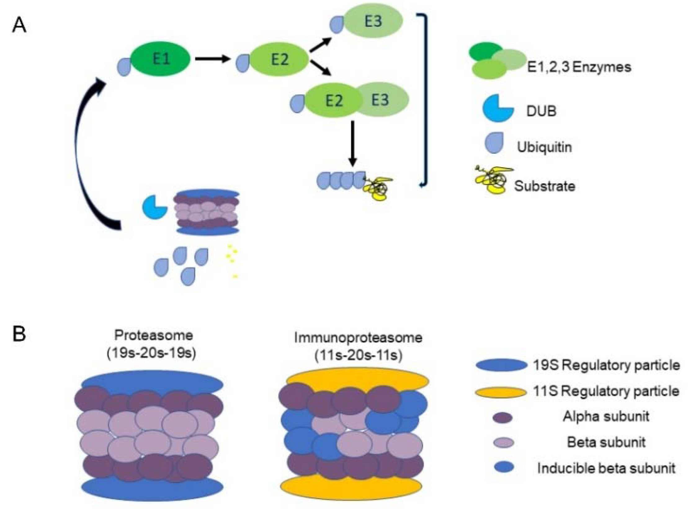 Preprints 82100 g001