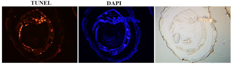 Preprints 112316 i003