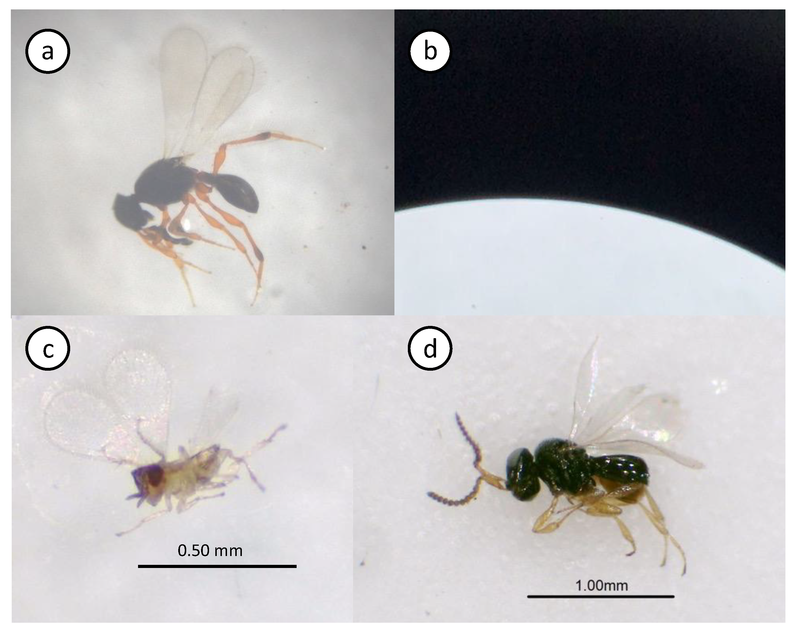 Preprints 89072 g002