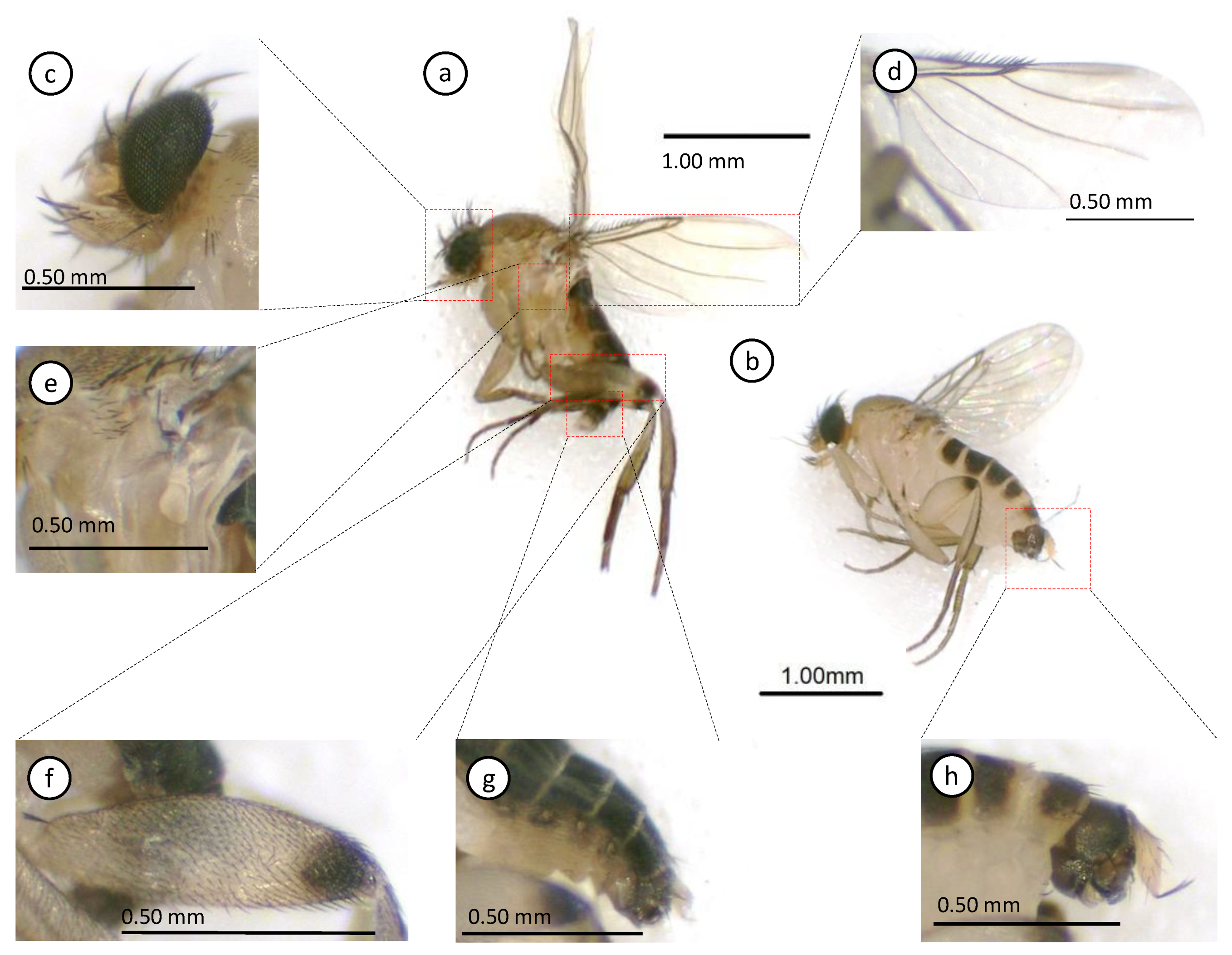 Preprints 89072 g005