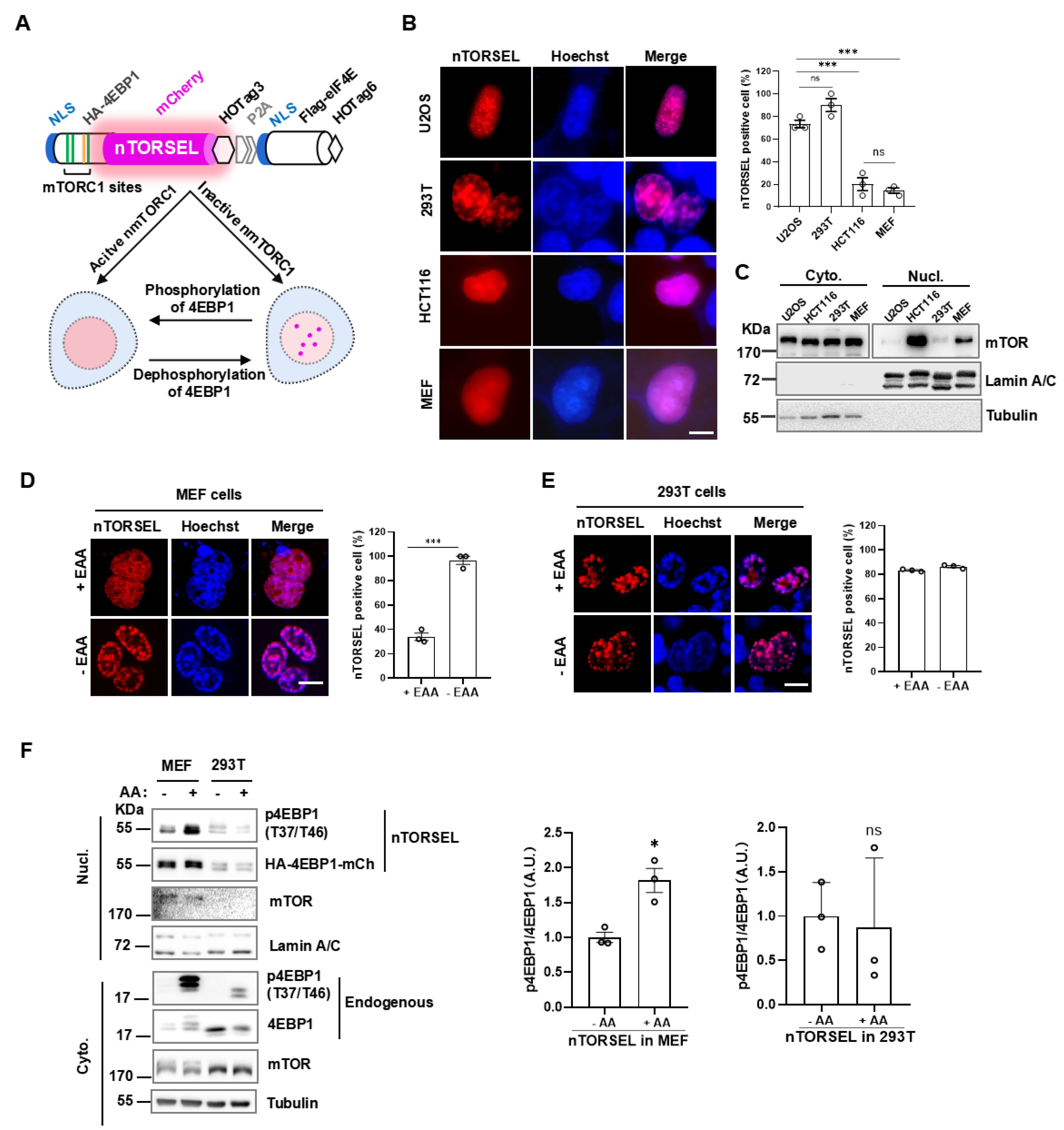 Preprints 121874 g001