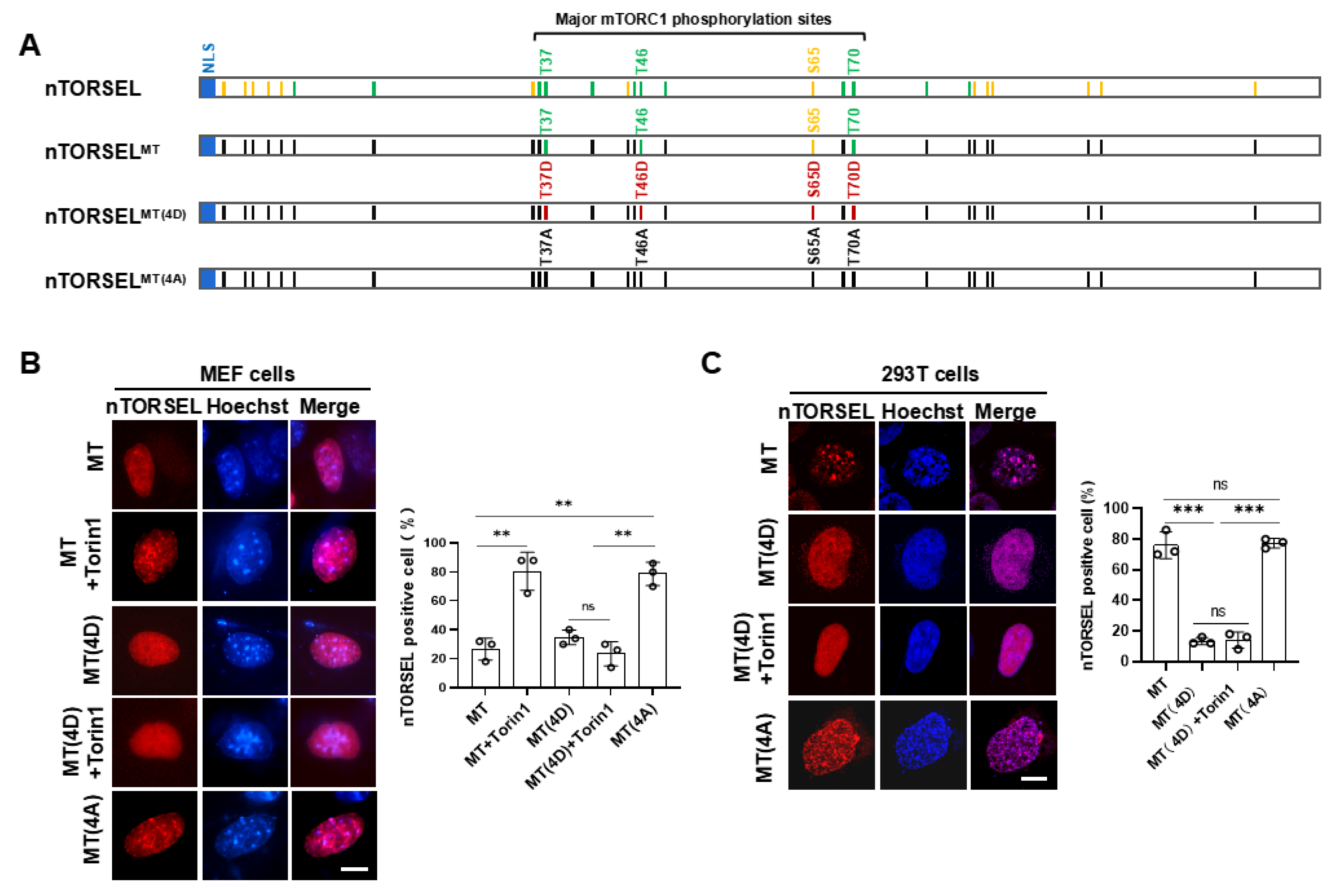 Preprints 121874 g002